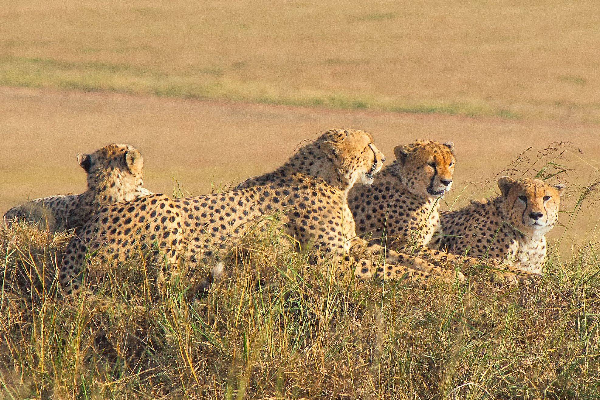 Safari por la reserva Maasai Mara