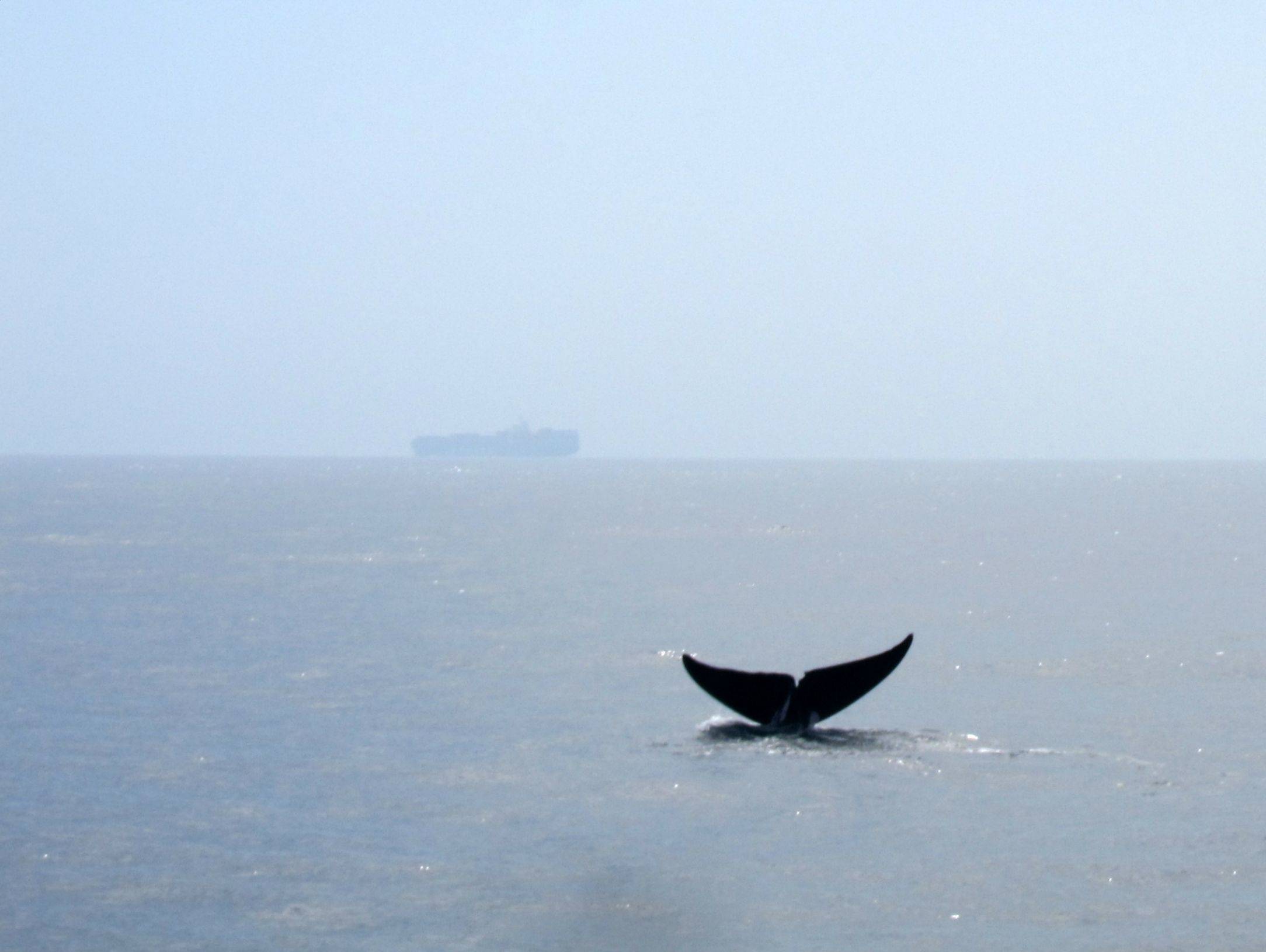Crucero para descubrir las ballenas