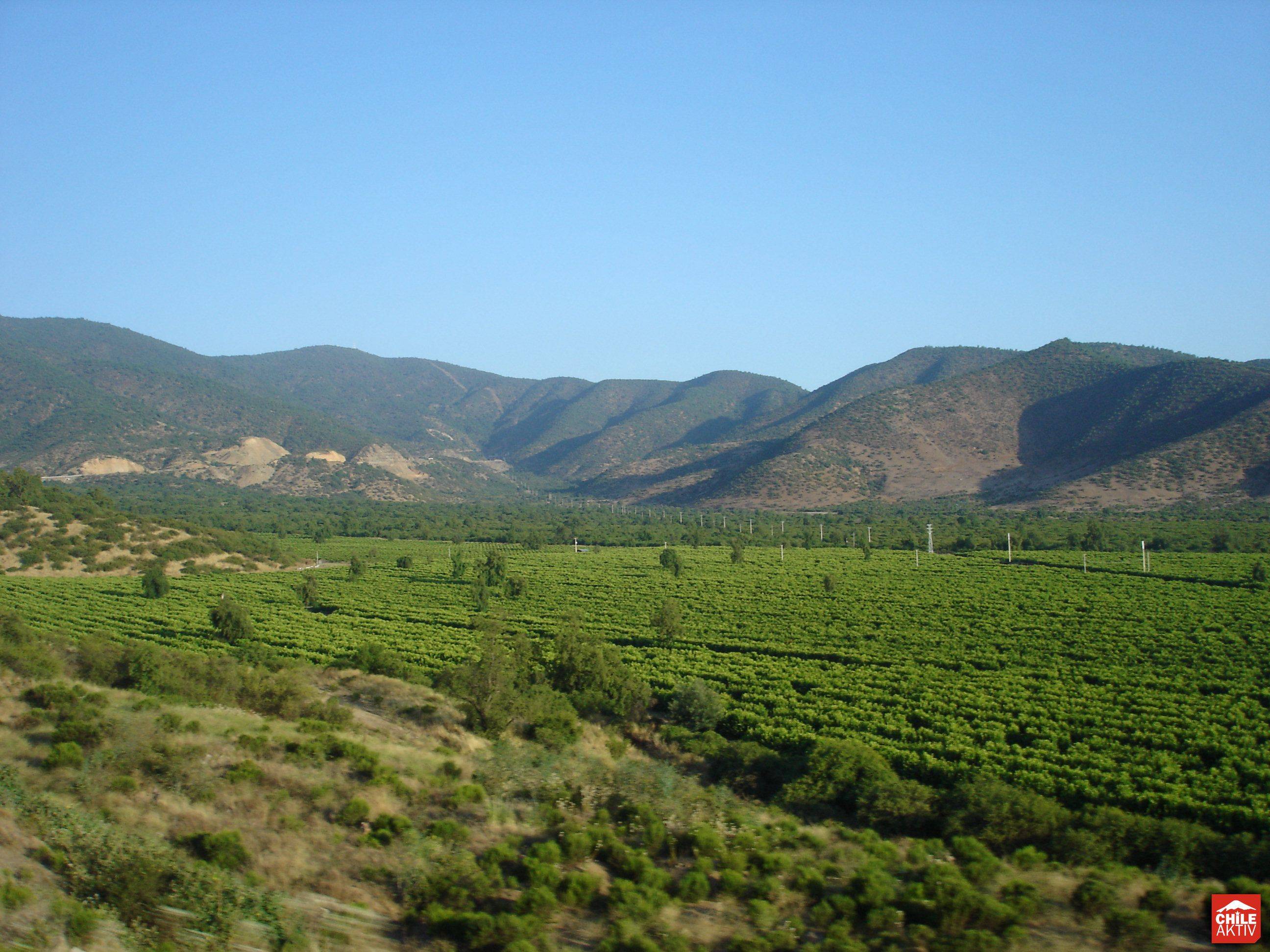 Santiago du Chili - Les vallées viticoles - Vigne Casas del Bosque - Vignes Matetic