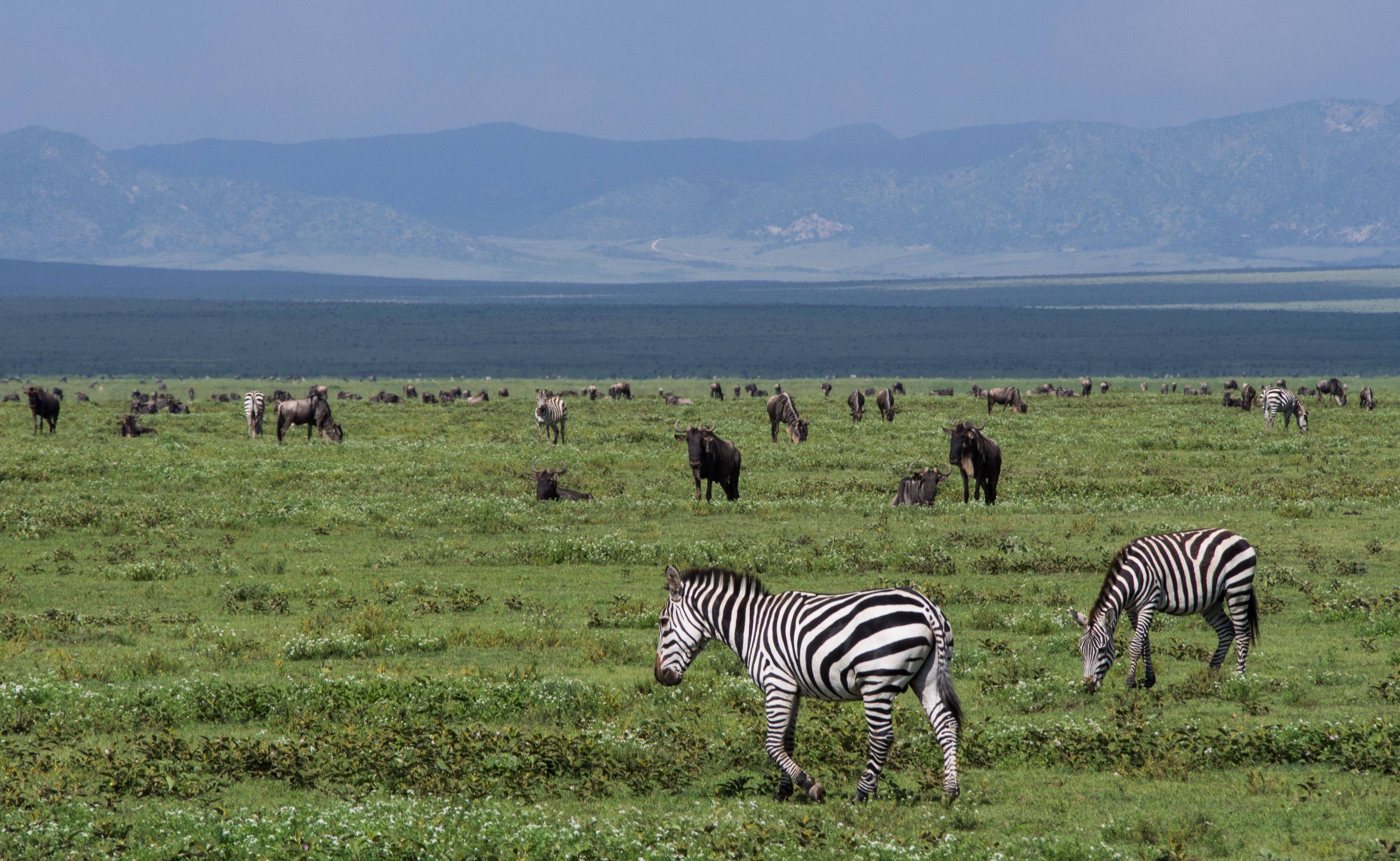 Safari a Ndutu