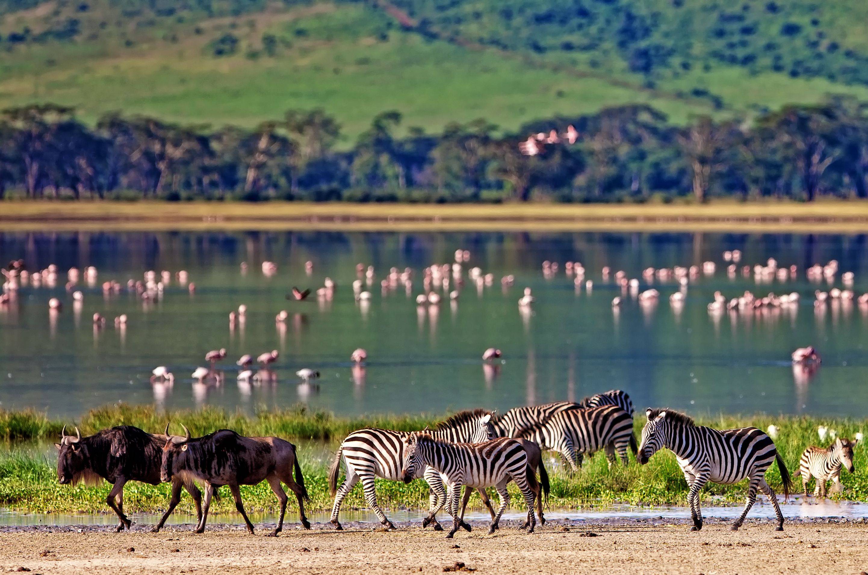 Verken de wonderen van de Ngorongoro-krater