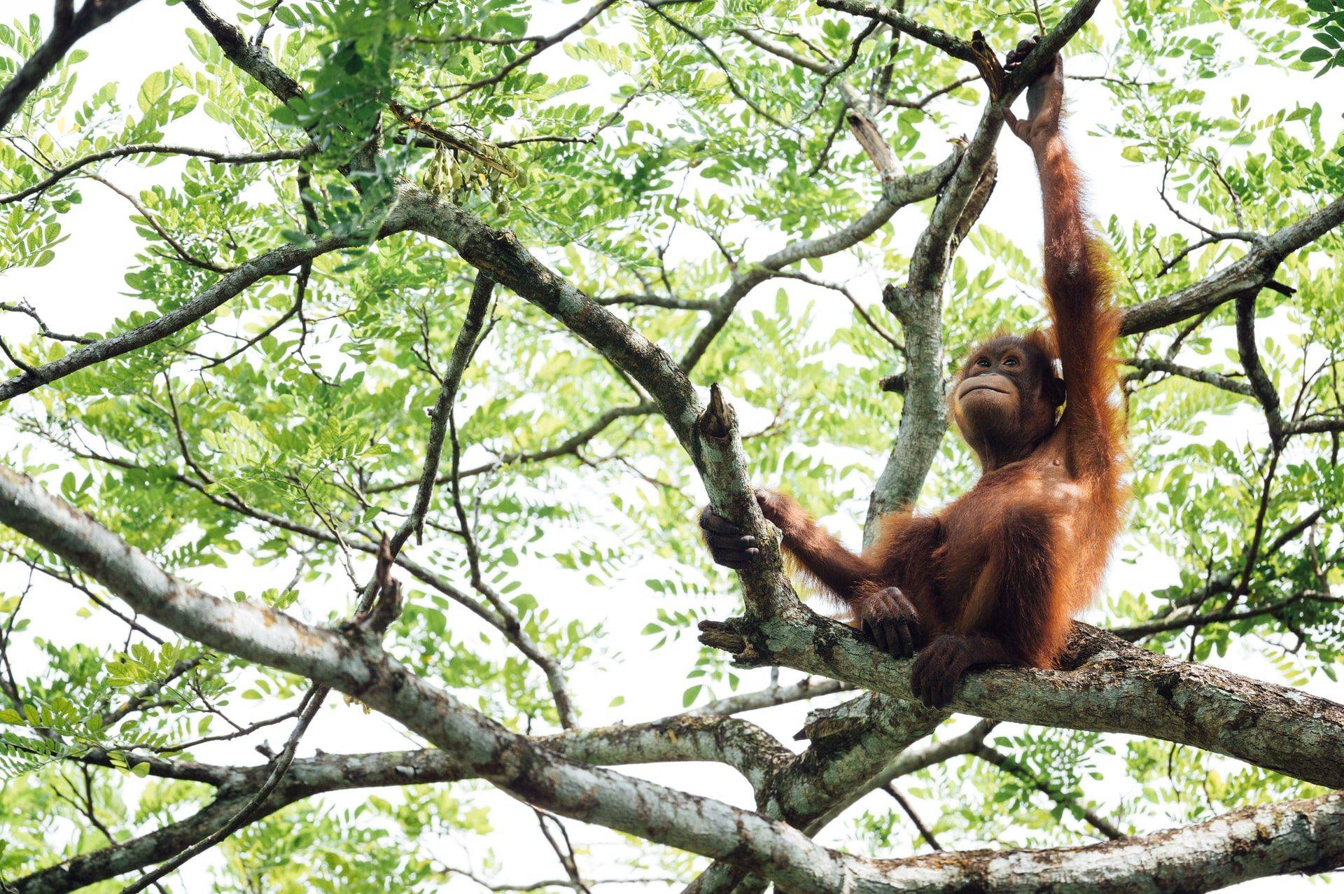 Visite du centre des orangs-outans et journée avec les indigènes de Bornéo