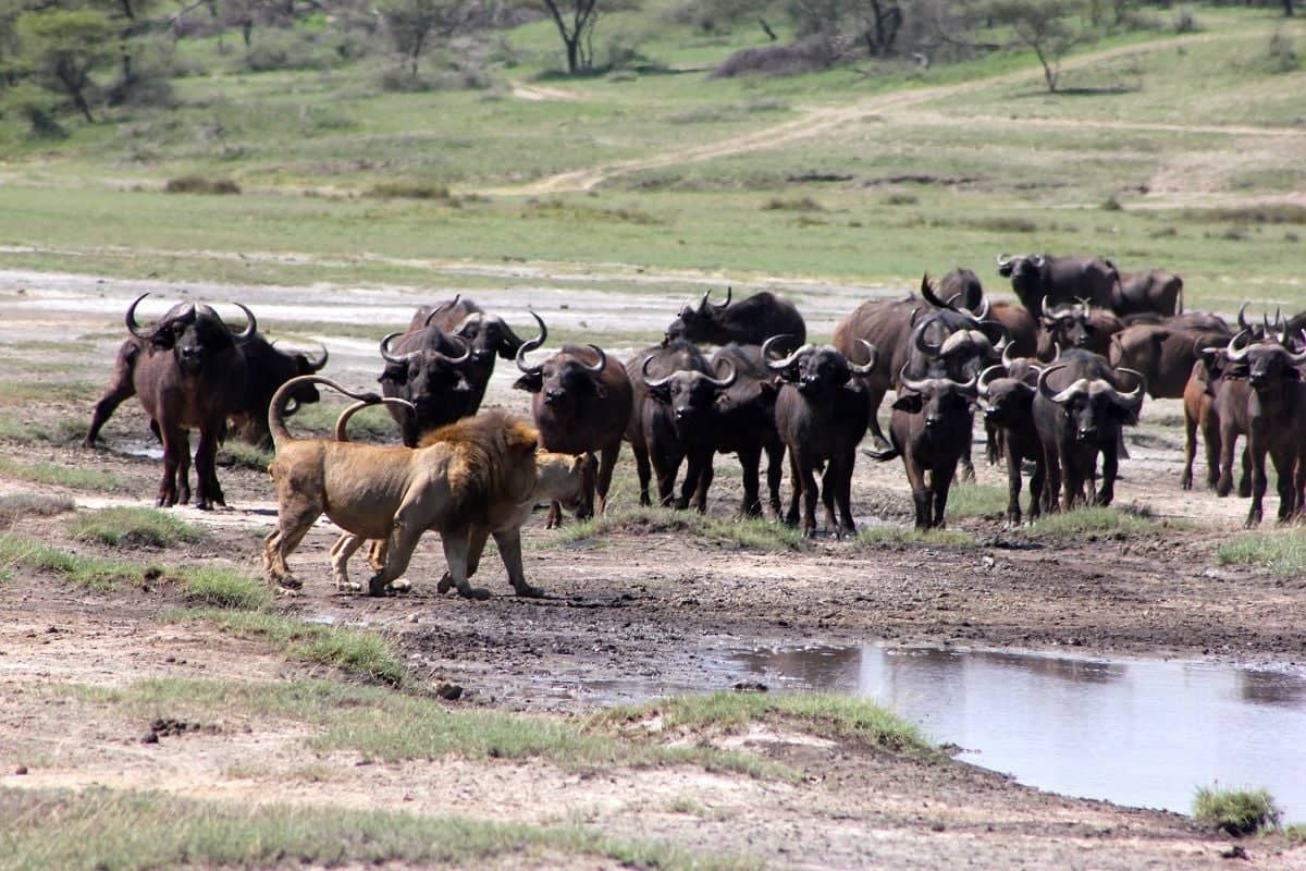Safari au Serengeti