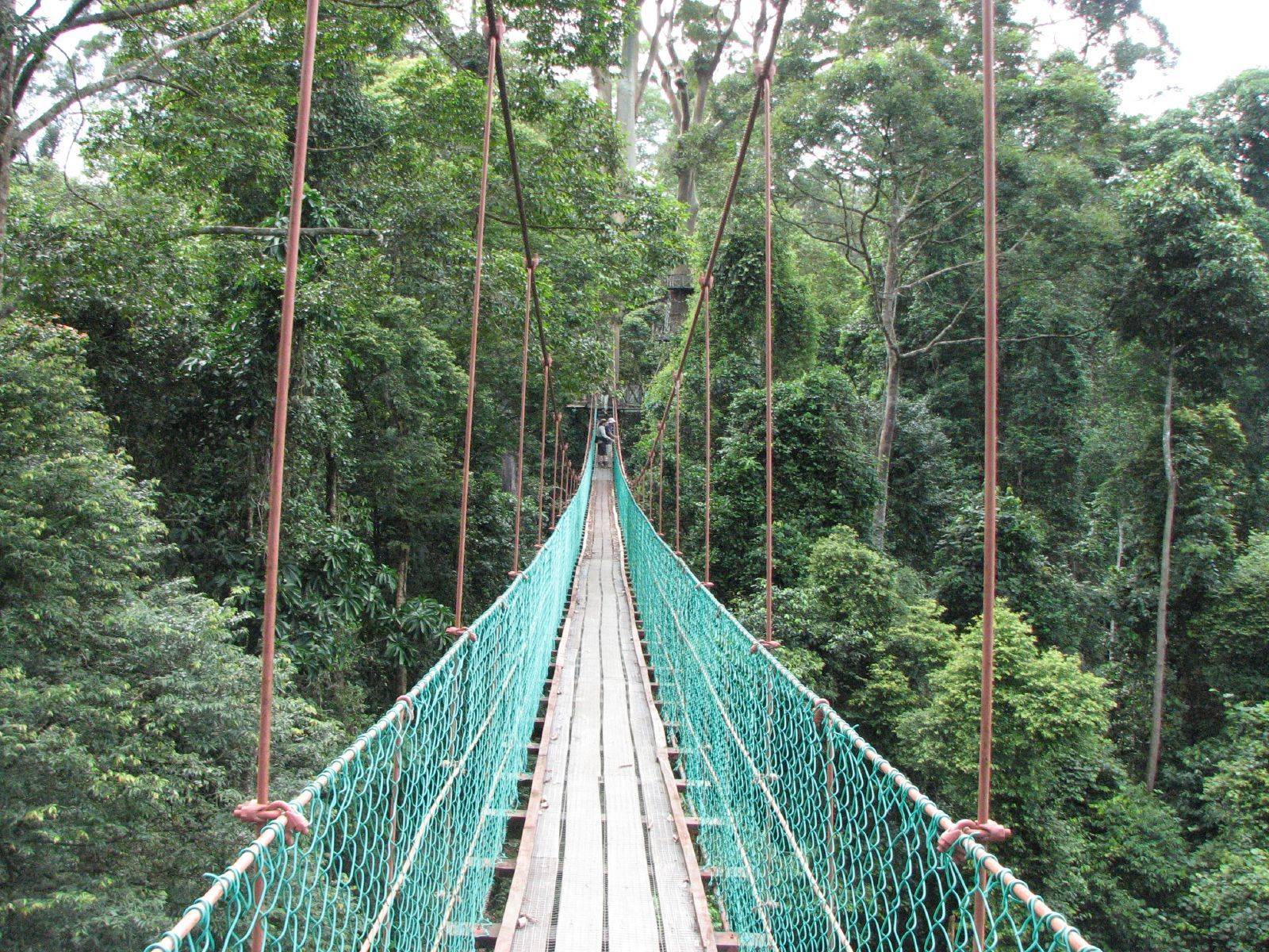 Primo incontro con la jungla: canopy walk