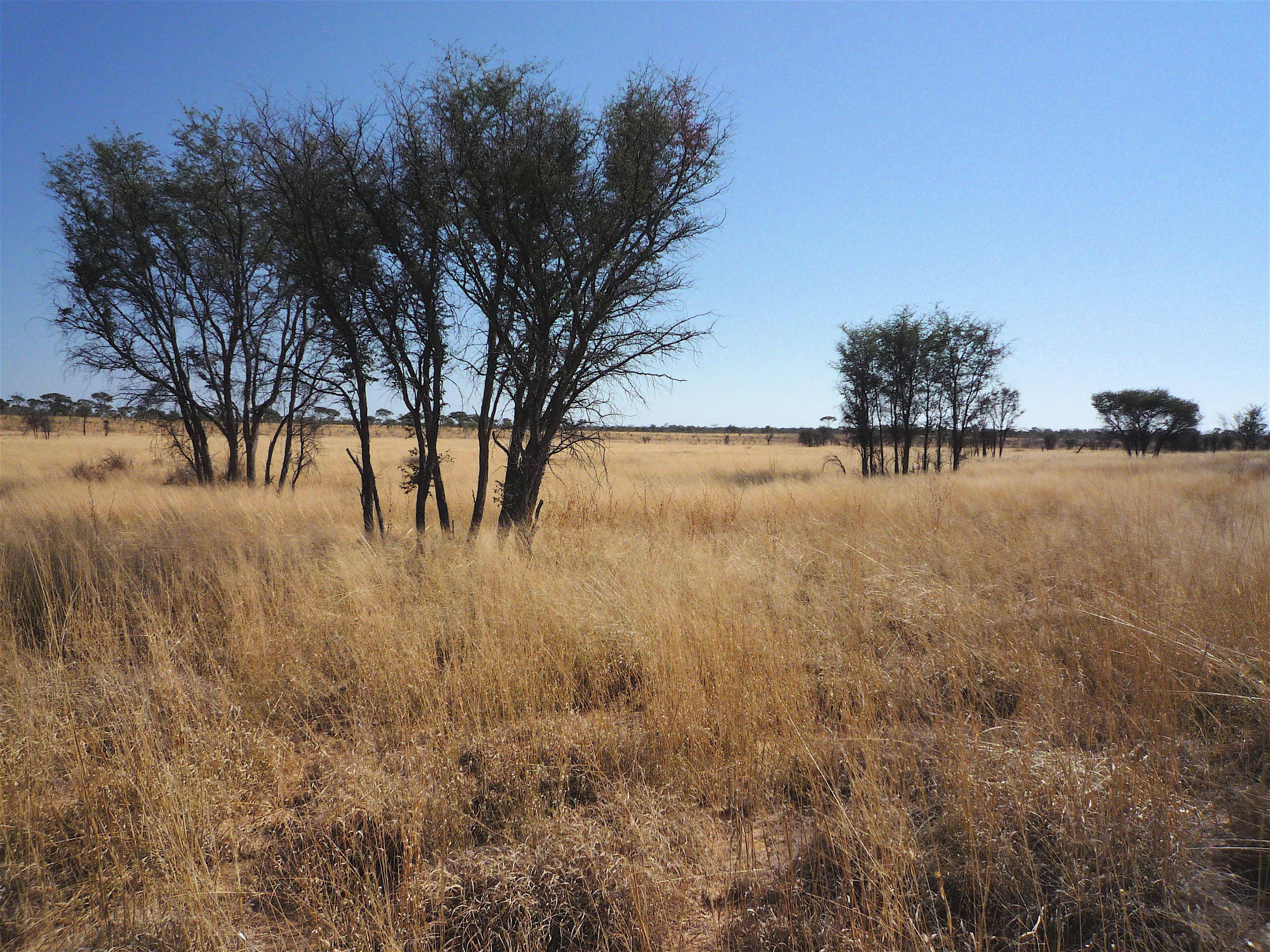 Hacia el Kalahari, tierra de los San (bosquimanos)