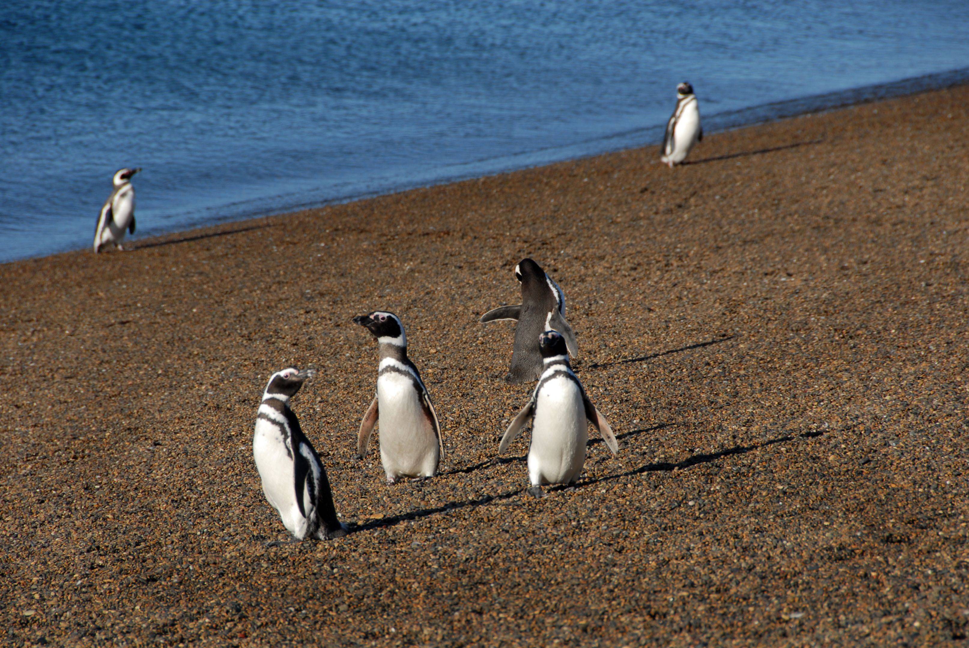 Alla ricerca dei pinguini