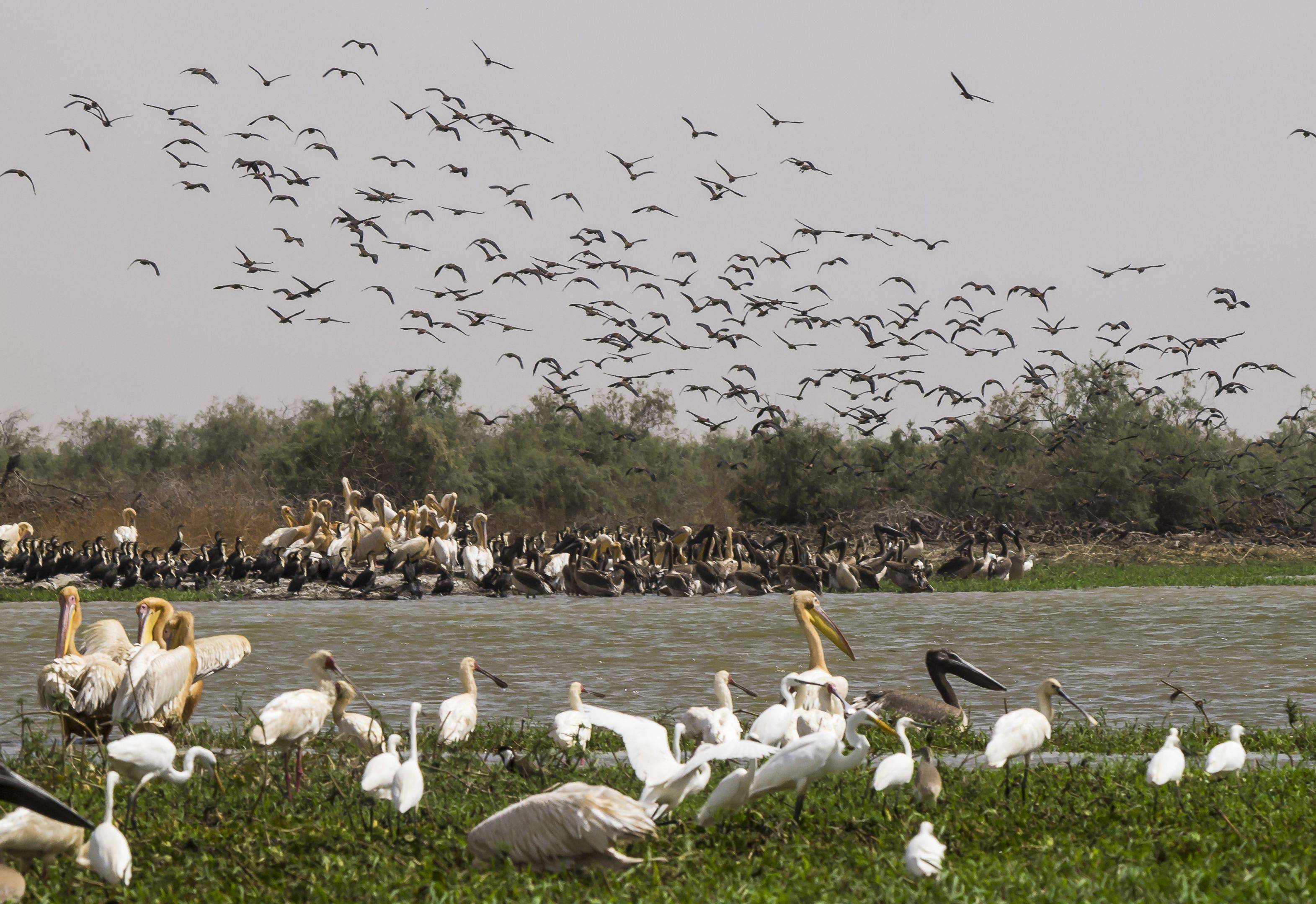 El Parque Nacional de Djoudj: descubriendo las aves
