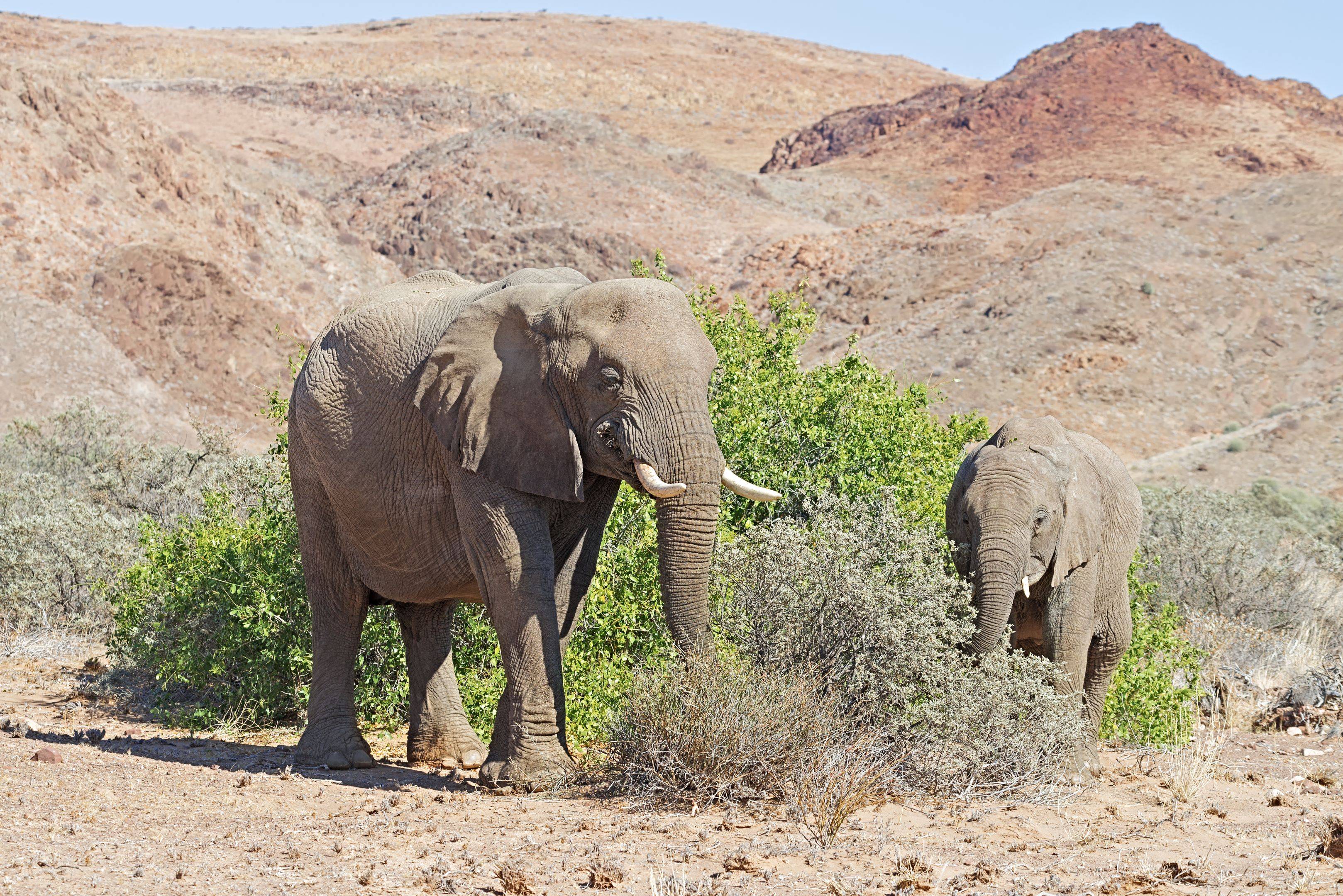 Die Wüstenelefanten in Damaraland  