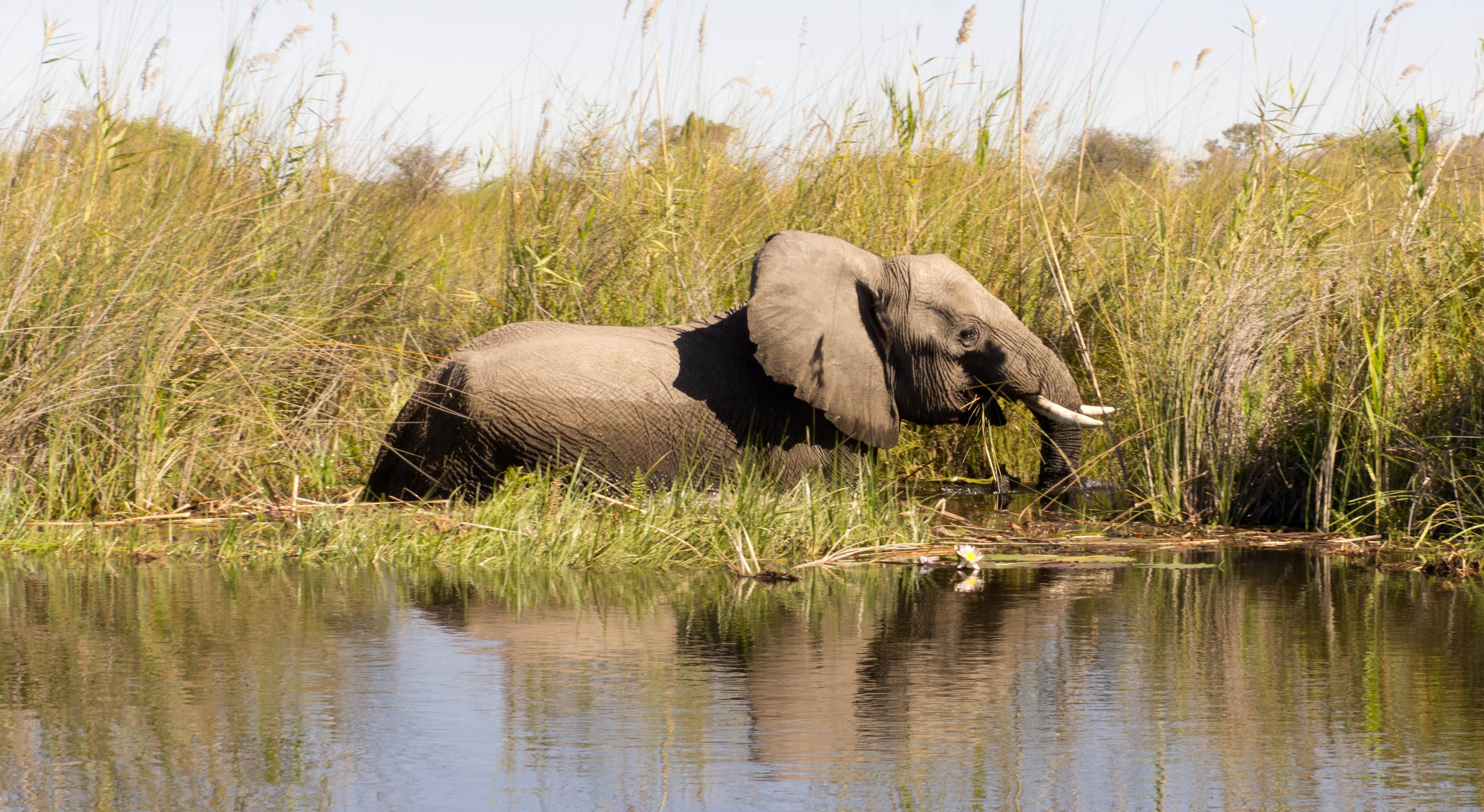 Okavango Delta und Moremi Reserve