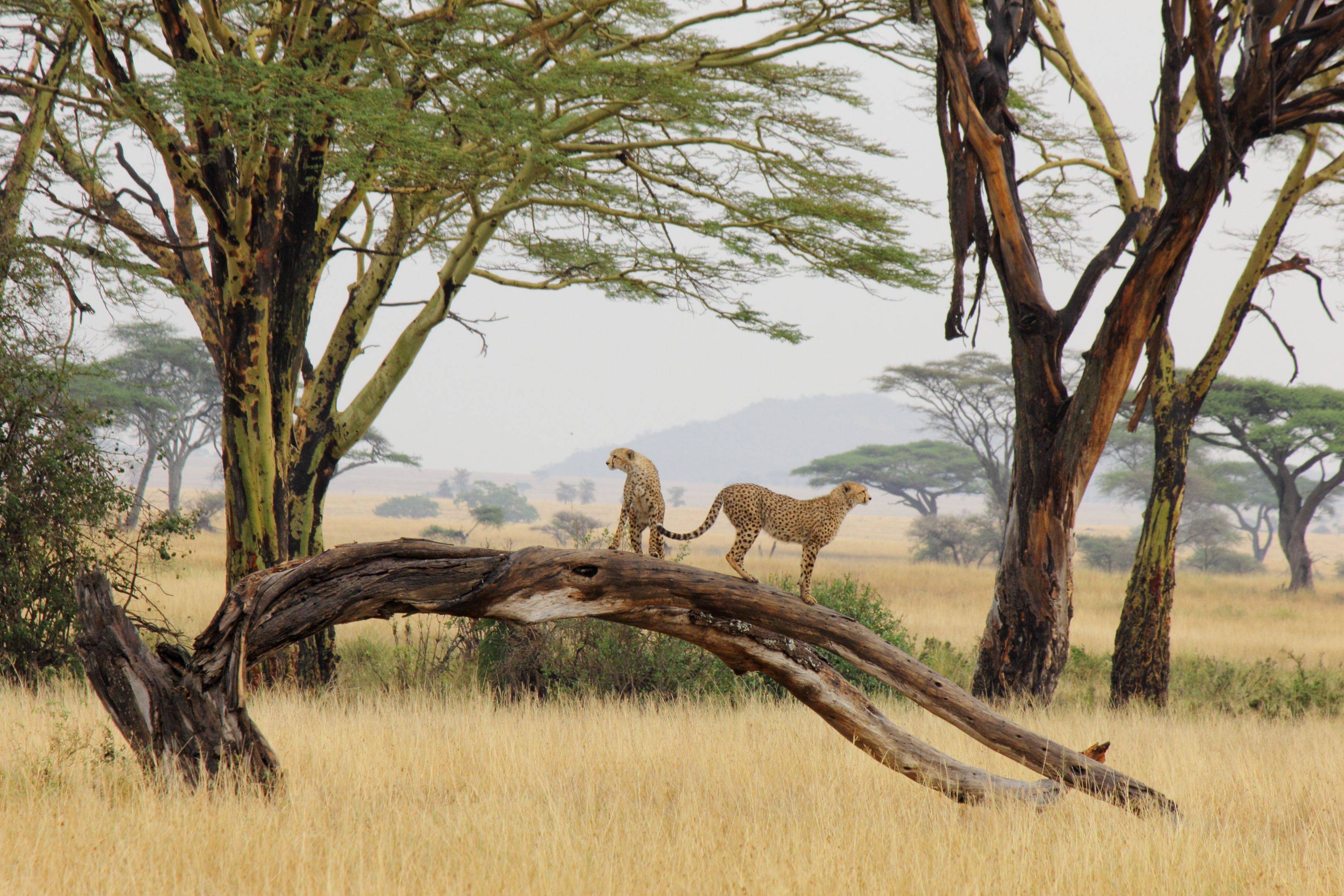 Safari en el parque Serengeti