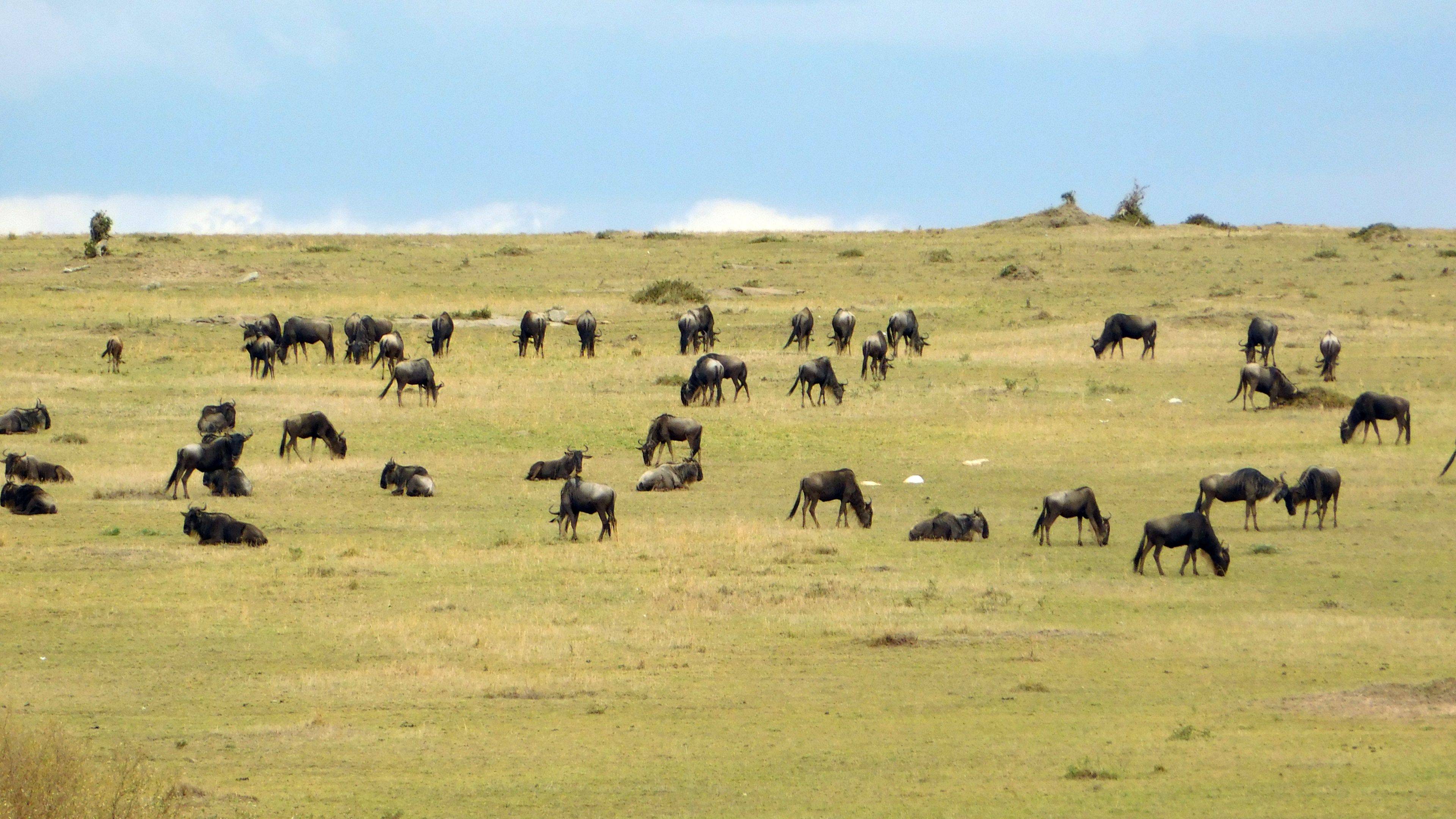 Rumbo a Masai Mara