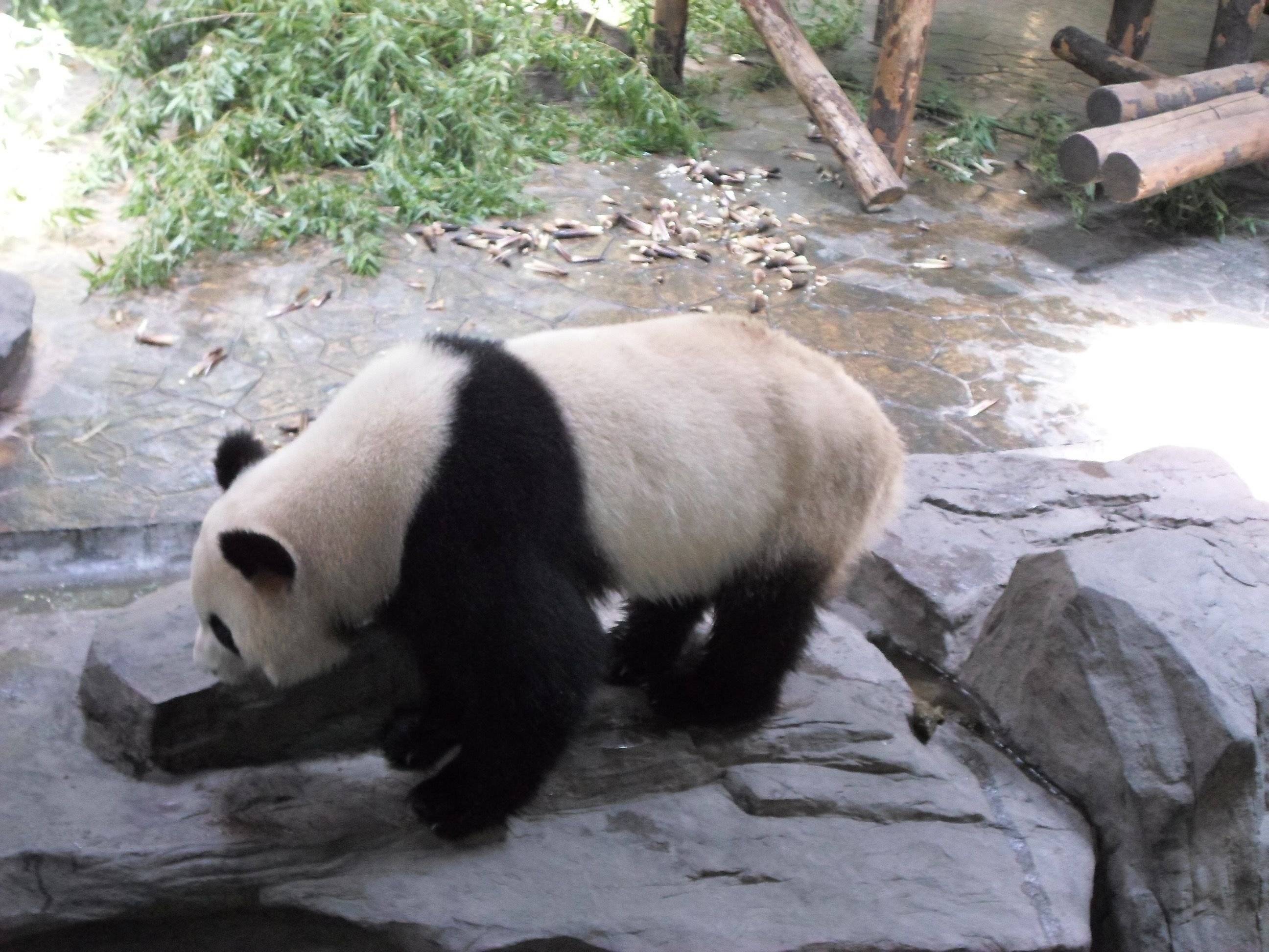 Ausflug in den Zoo und Shanghai entdecken