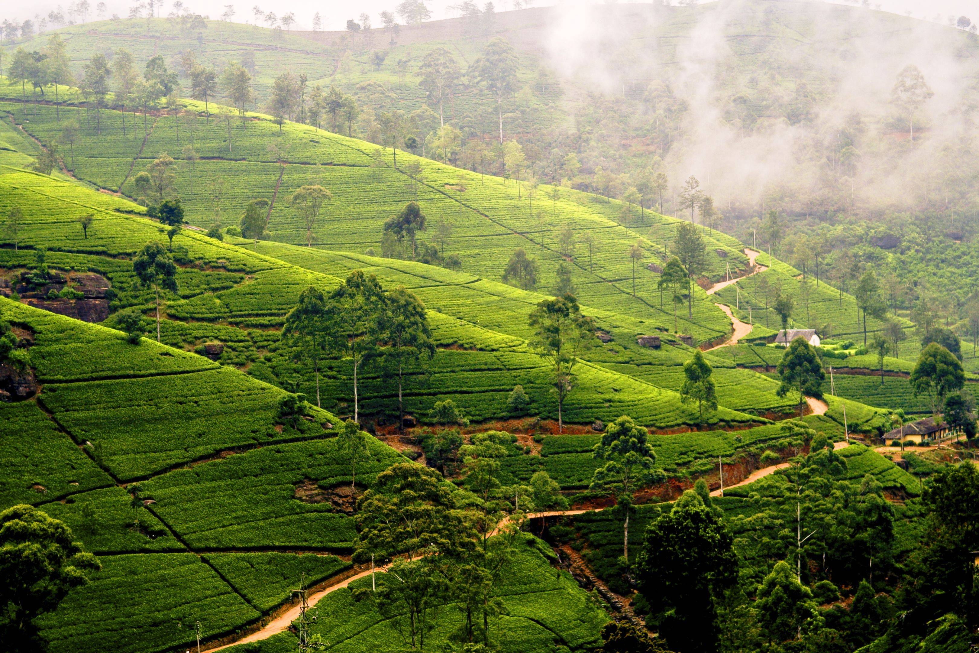 A travers les plantations de thé  