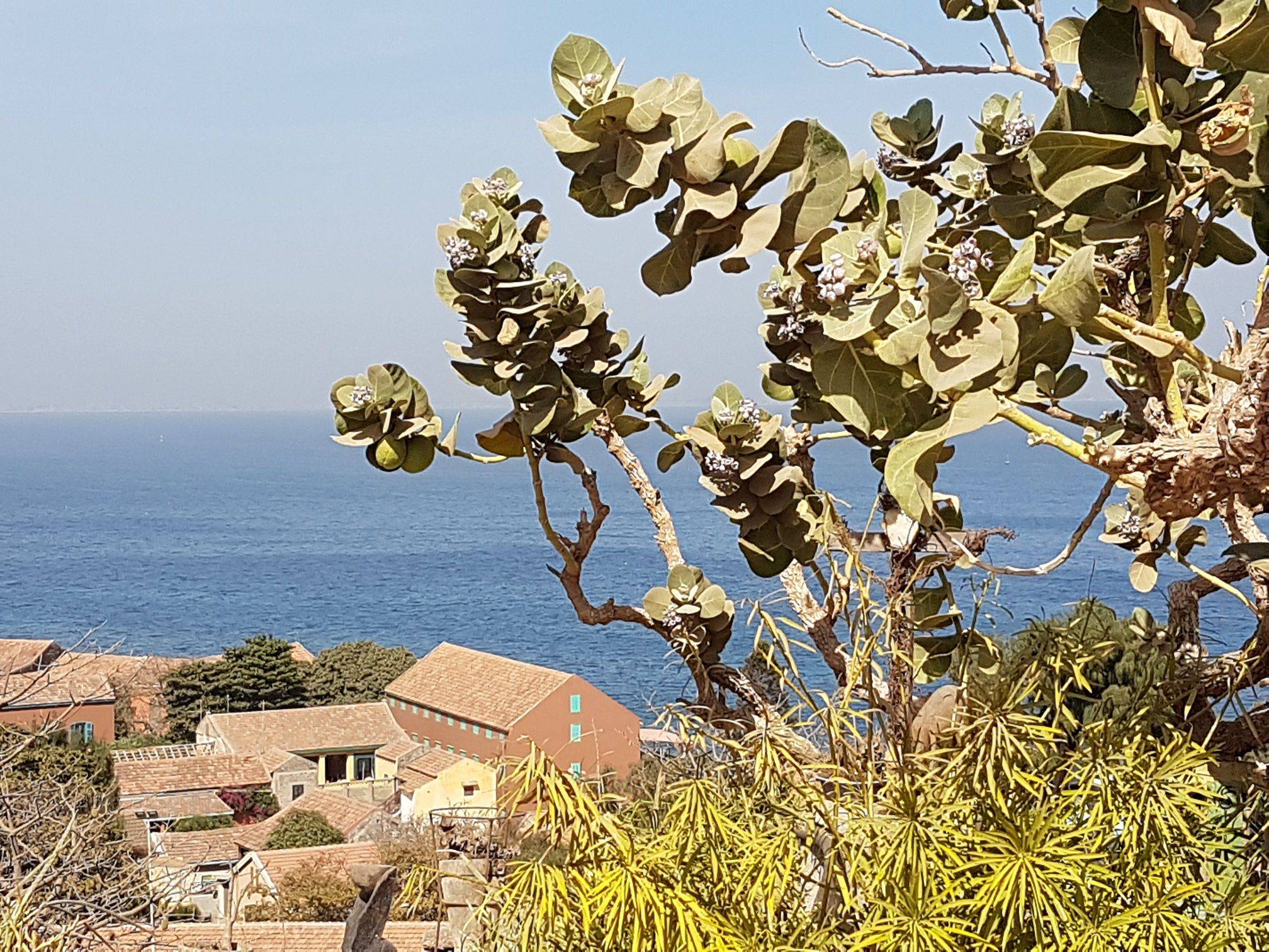Naturschutzgebiet La Somone und die Insel Gorée