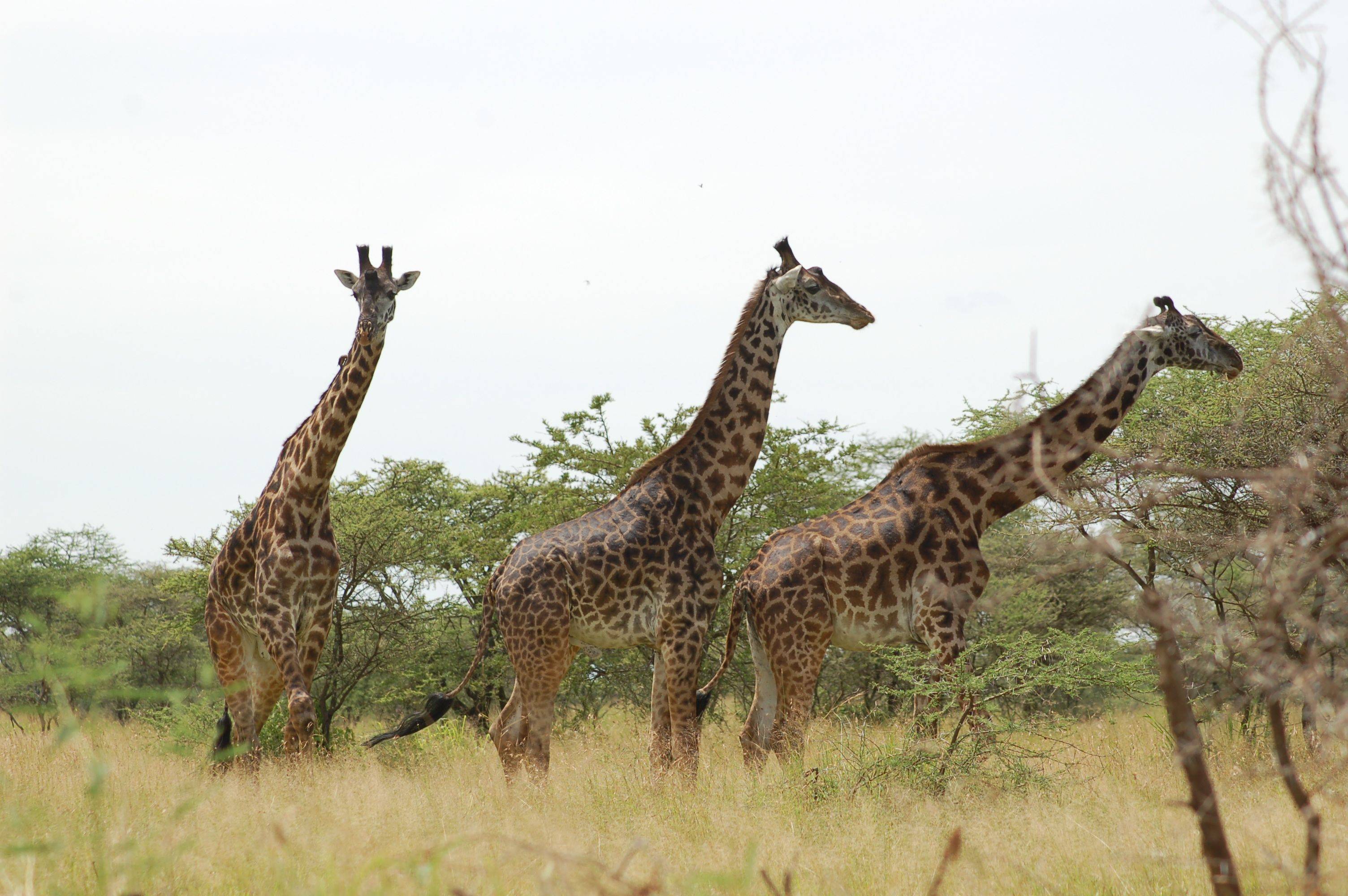 Los animales salvajes del Serengeti