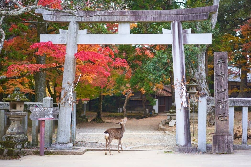 Esplorate la città di Nara