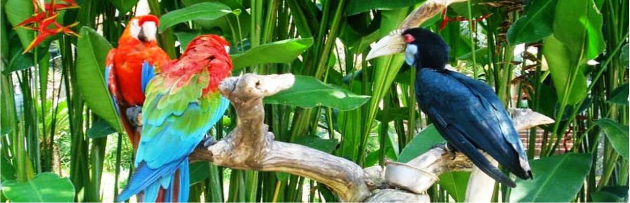 Bali Bird Park et confectionnez votre propre cerf-volant