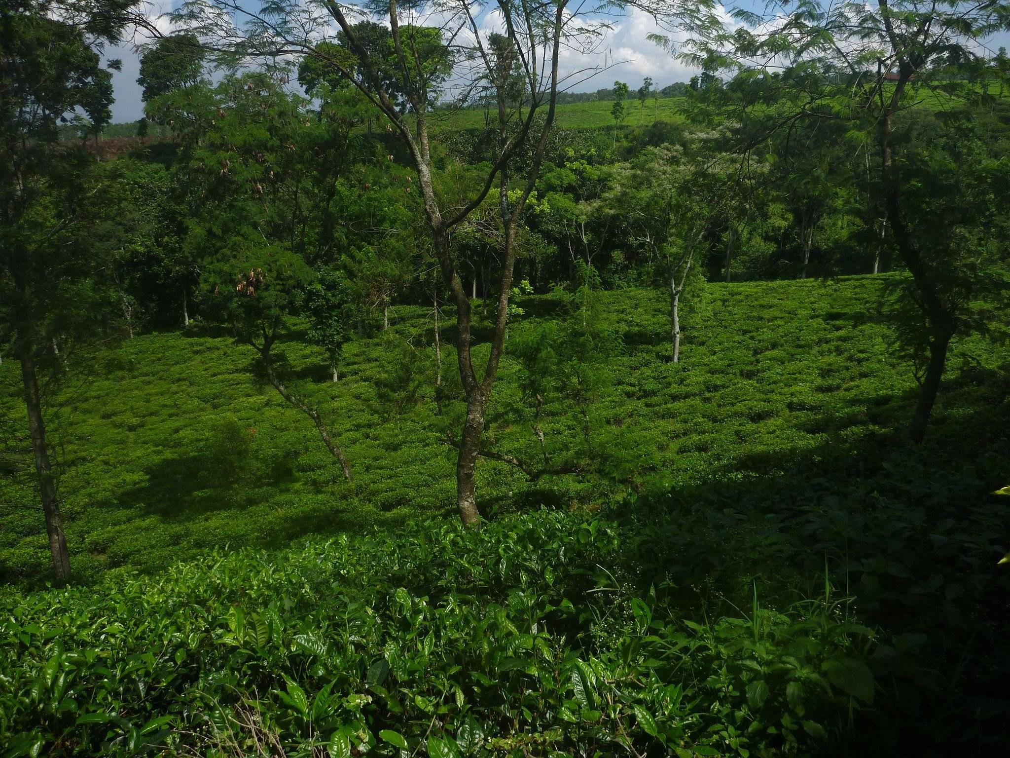 Plantations de thé et volcan Bromo