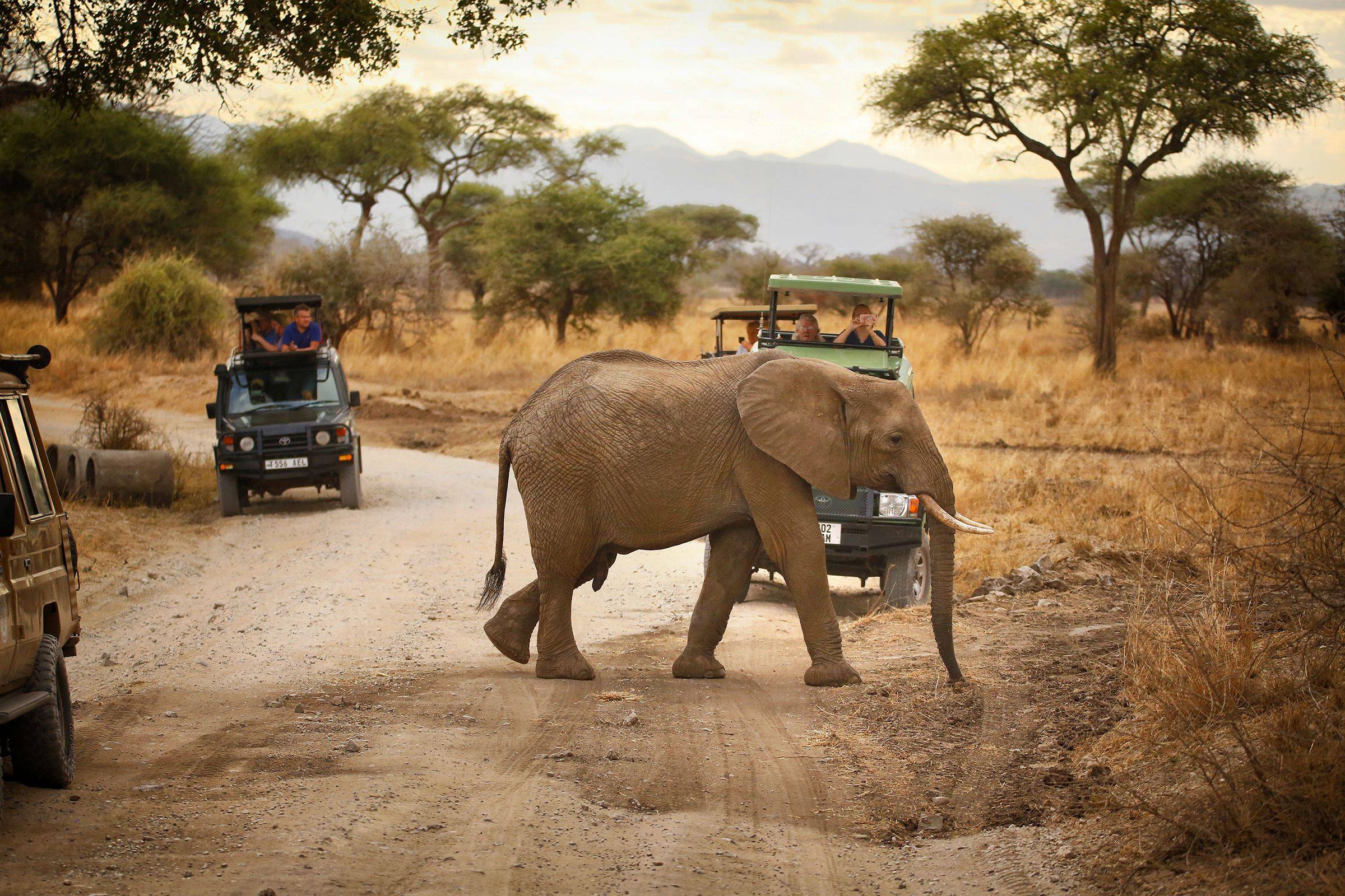 Safari en jeep et observation es éléphants à Tarangire