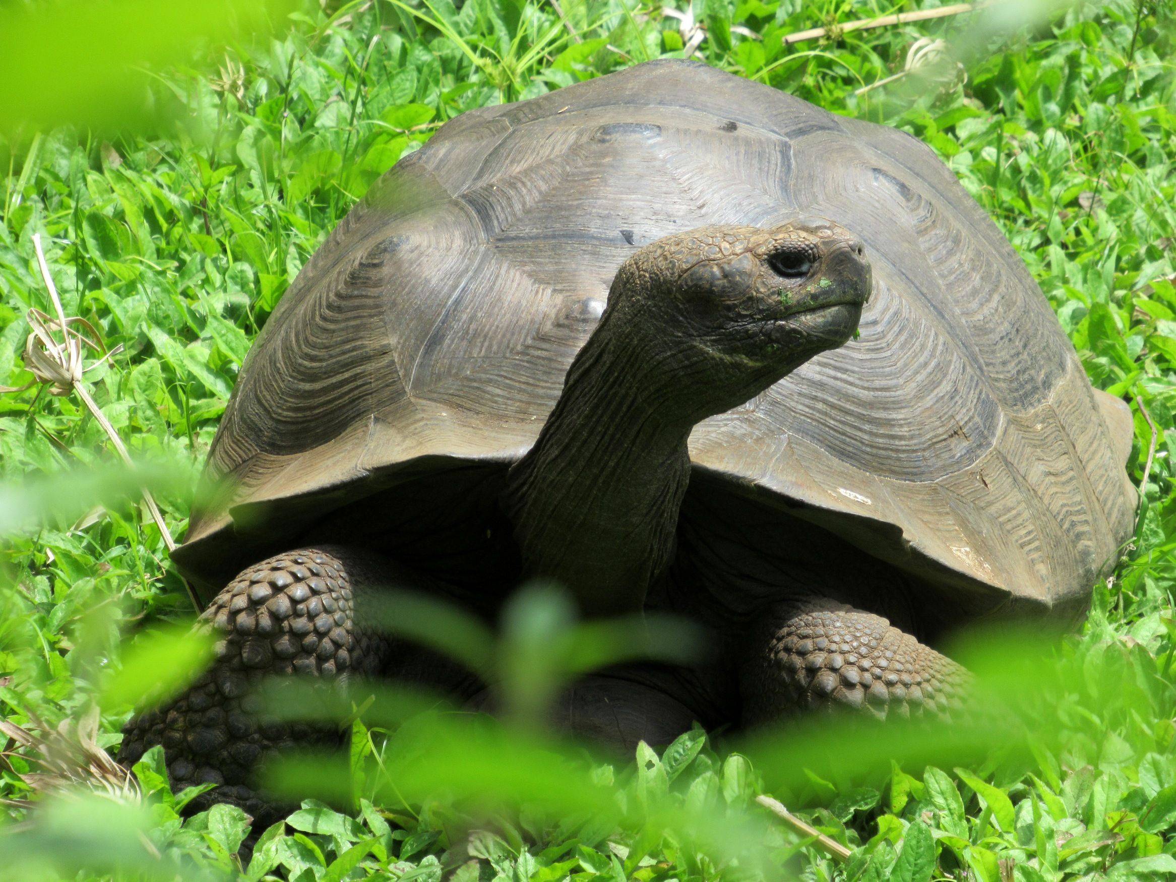 Flug auf die Galapagos-Inseln und Wandern zwischen Riesenschildkröten 
