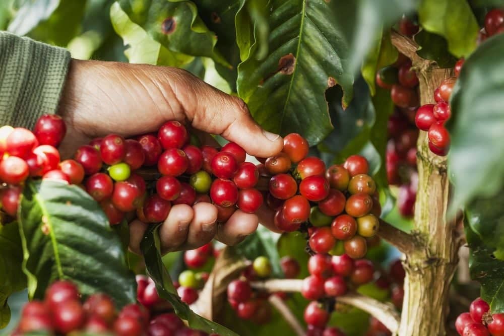 ​Ein Tag an der Seite kolumbianischer Kaffeepflücker