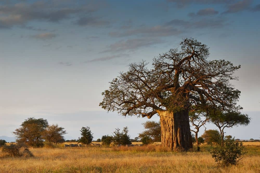 Tussen de olifanten en baobabbomen