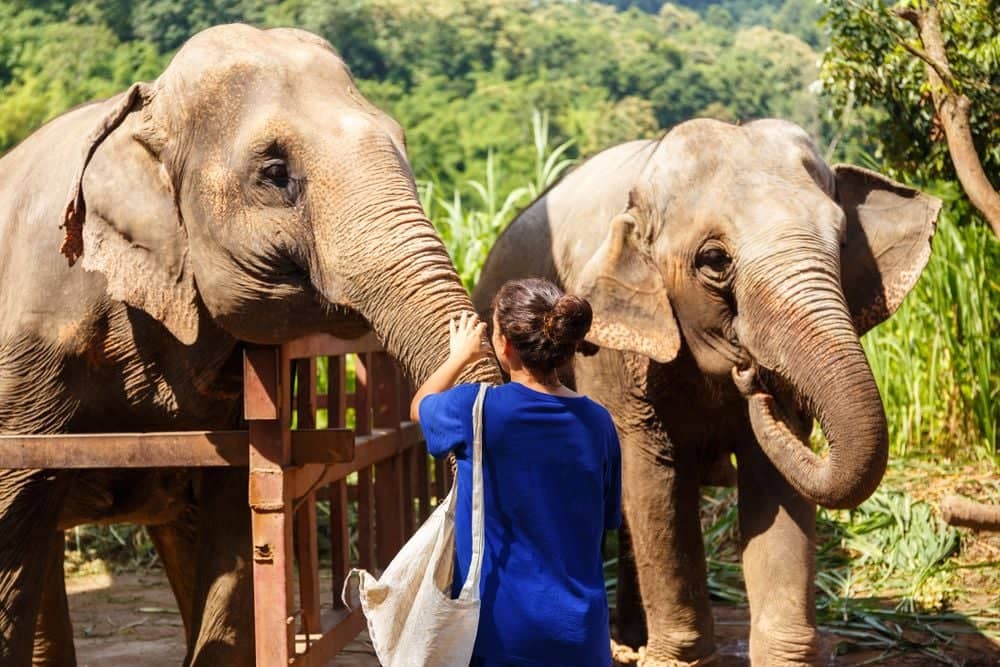 Ontmoet de olifanten van Chiang Mai