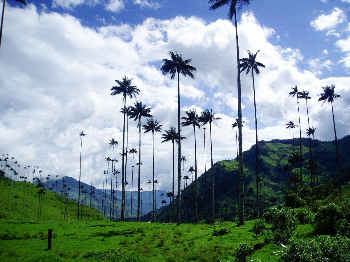 Les palmiers les plus hauts du monde