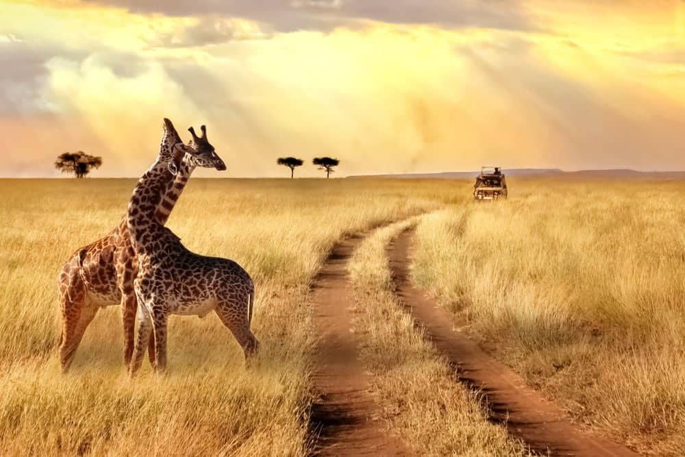 Safari in Afrika’s beroemste wildpark