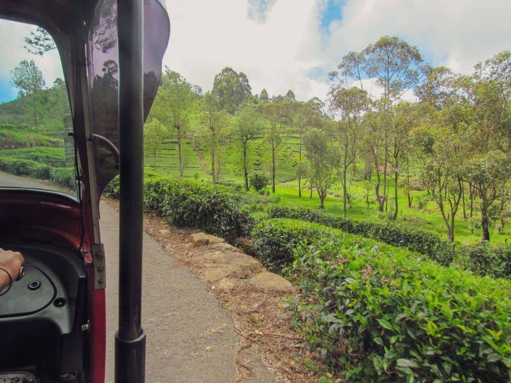 Paseo en tuktuk por las plantaciones de té