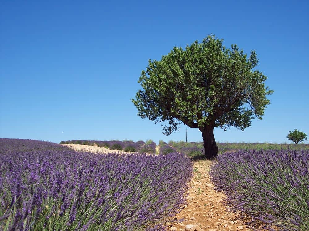 Haute-Provence et Plateau de Valensole