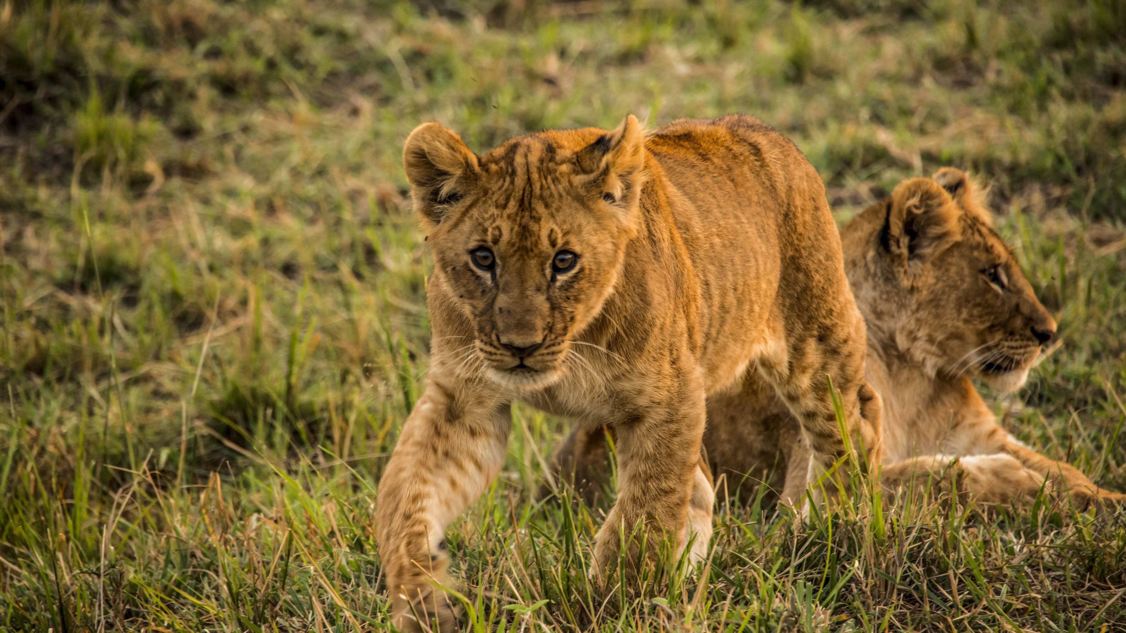De Maasai Mara al parque nacional del Serengeti