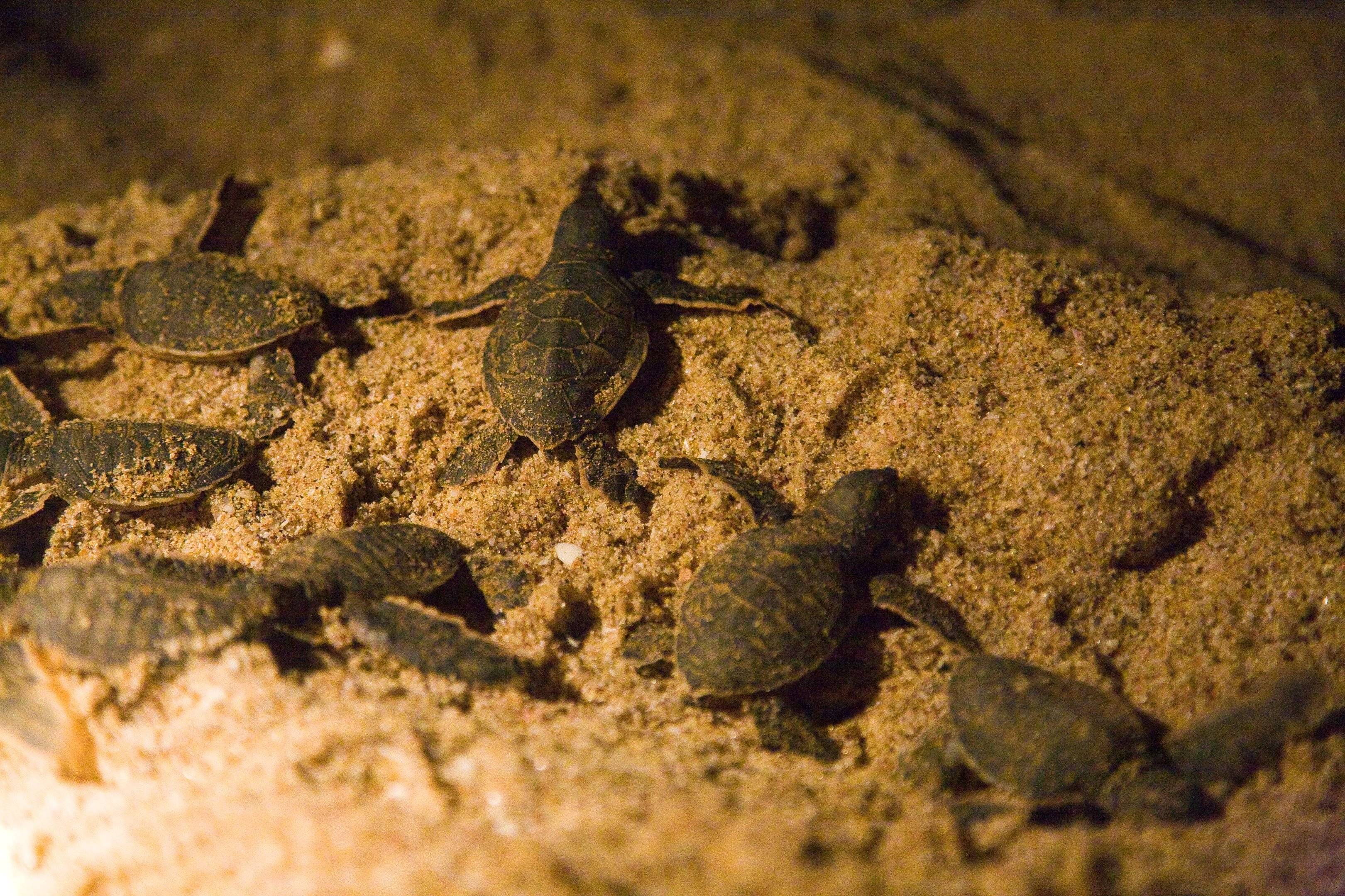 El Wadi Shab y el descubrimiento de las tortugas en Ras Al Jinz