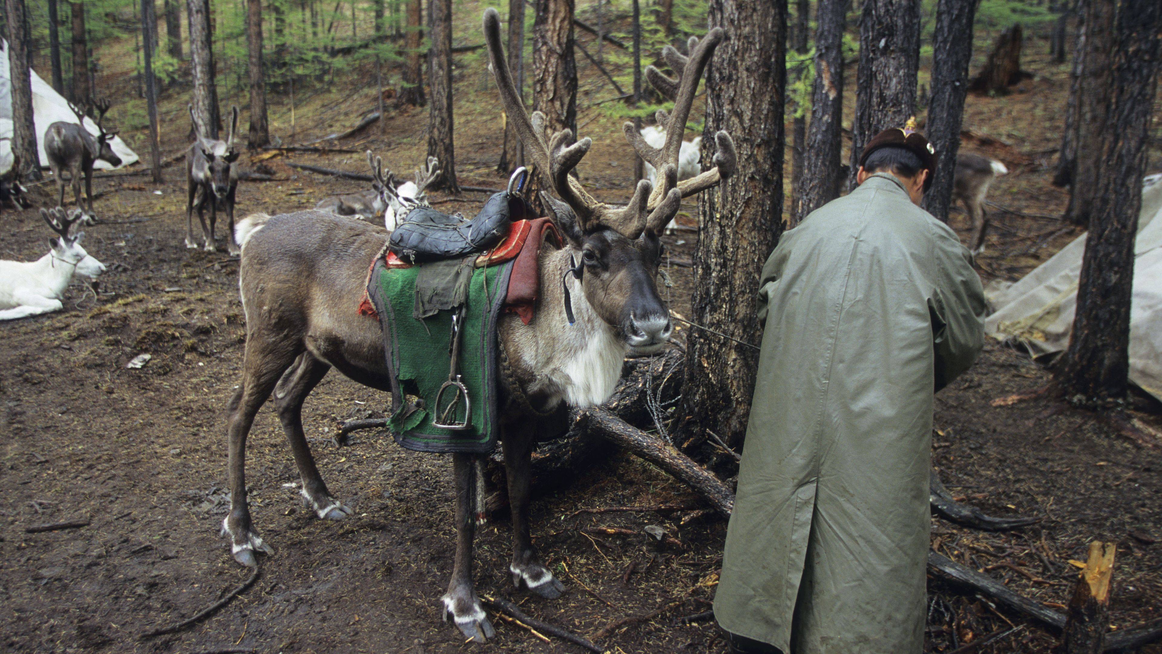 Rencontre avec la culture Tsaatans dédiée aux rennes