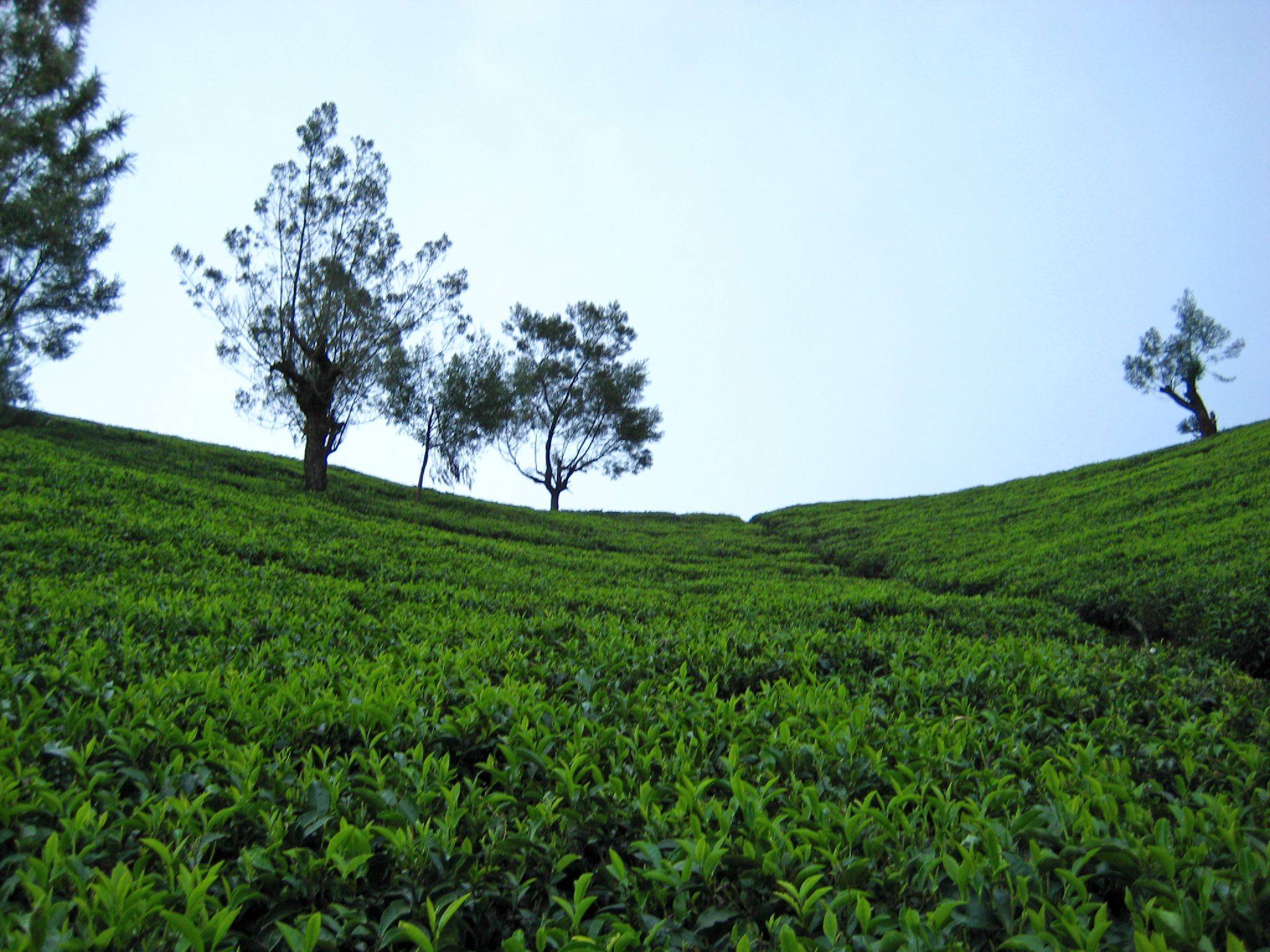El tanque de Kotamale y un paseo por las plantaciones de té
