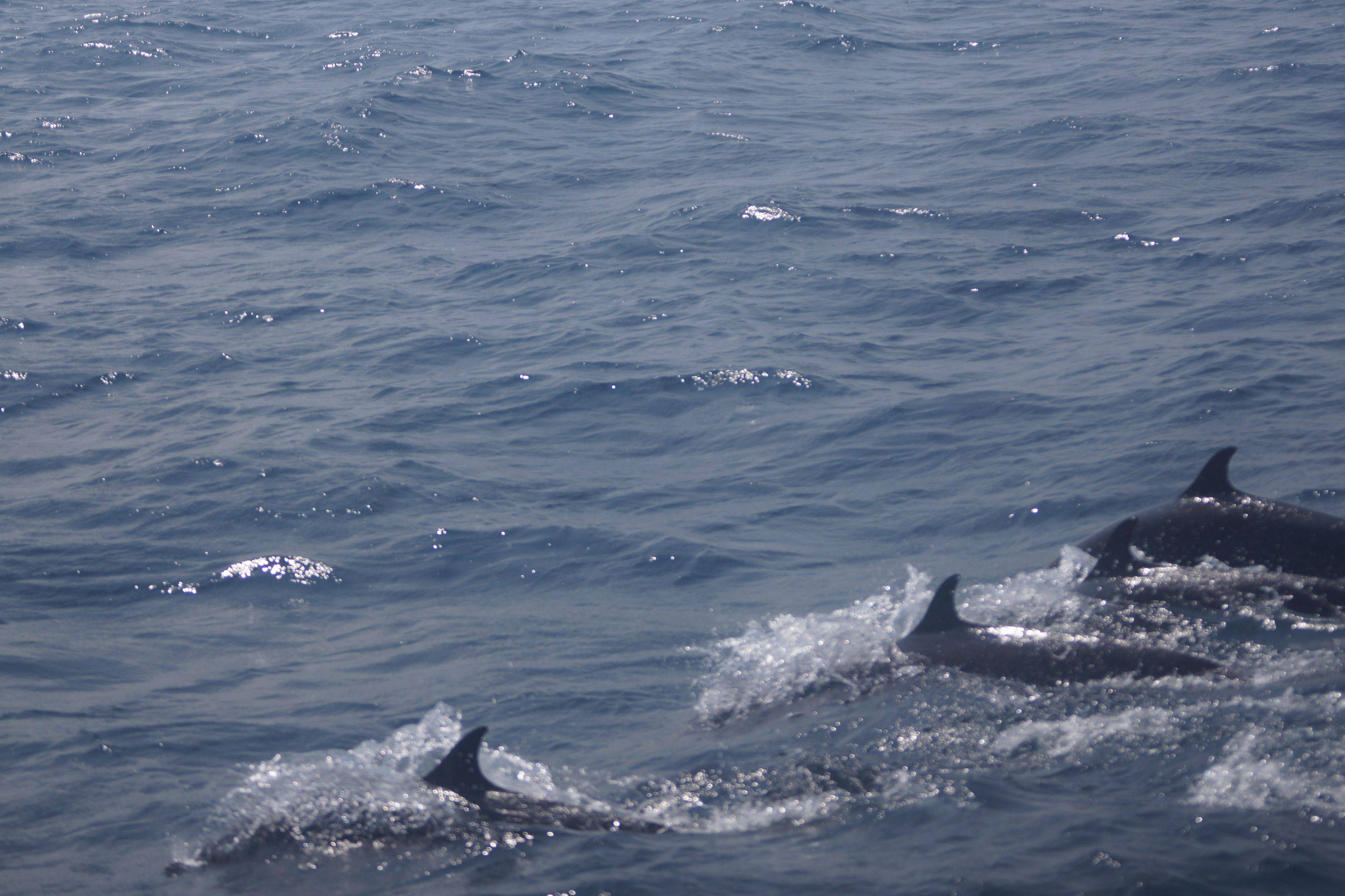 Walbeobachtung auf dem offenen Meer 