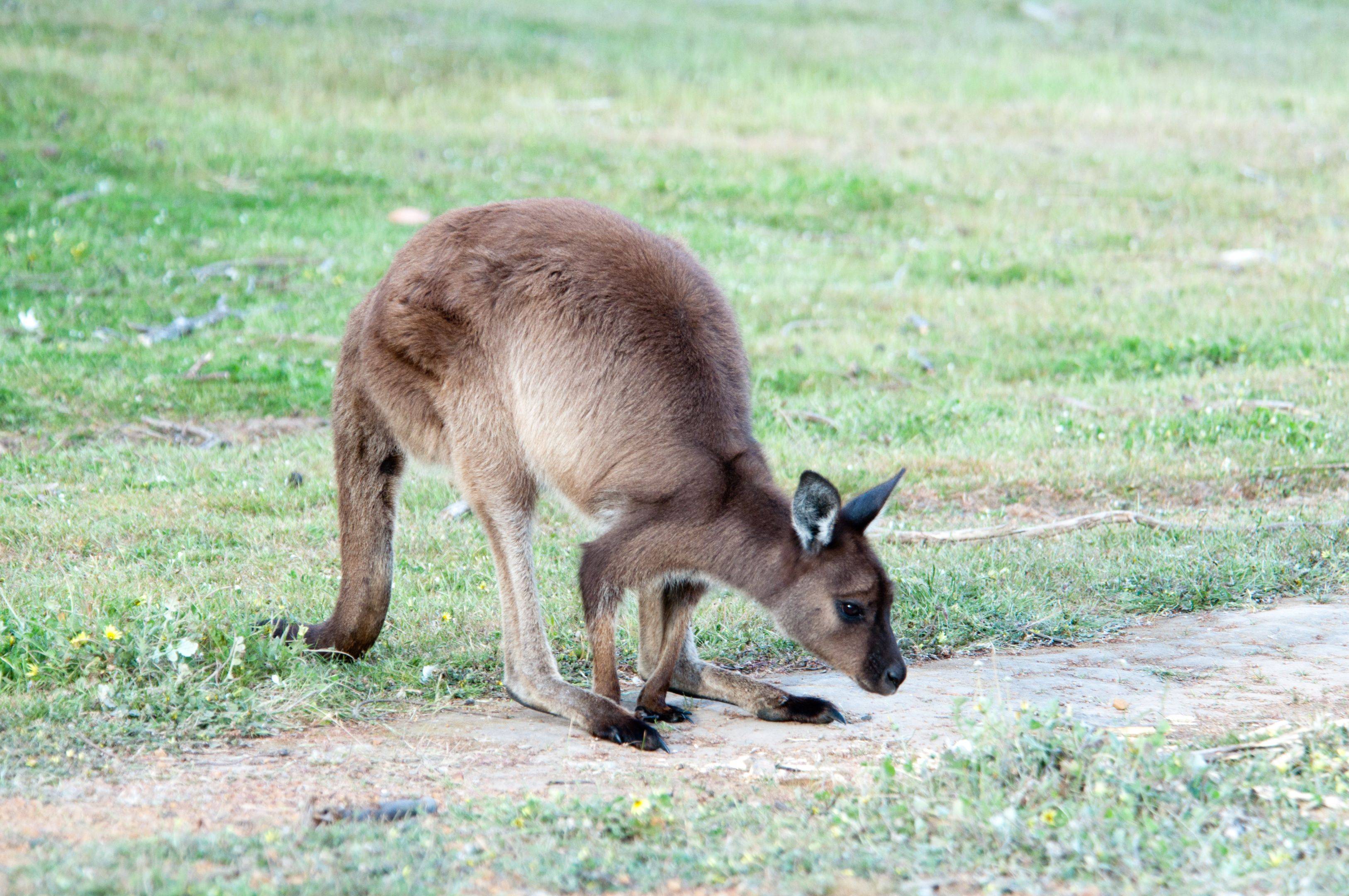 Kangaroo Island e le sue meraviglie