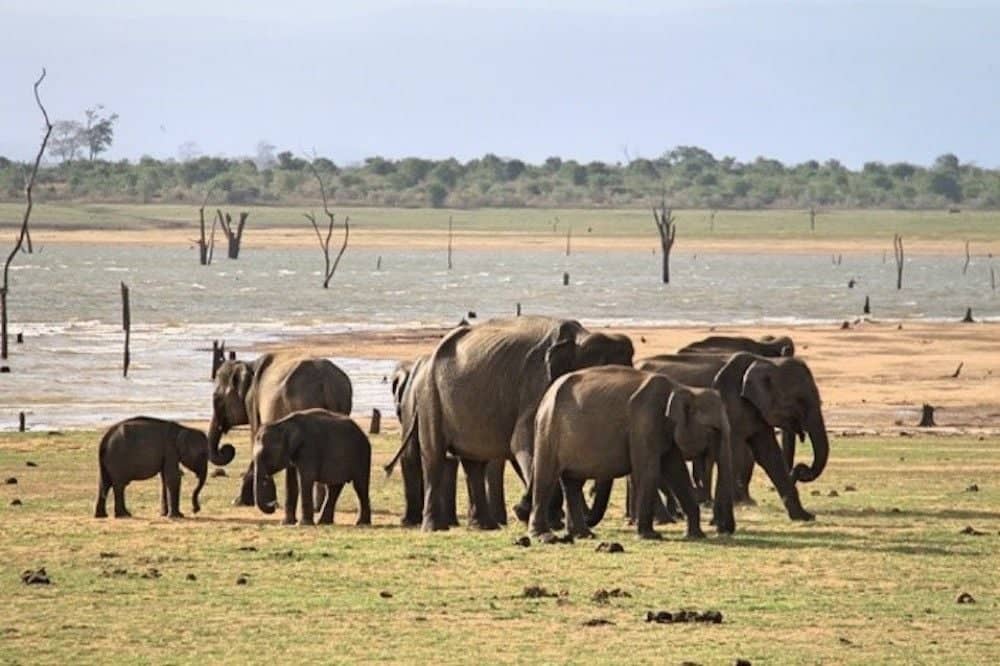 Safari dans le parc national d'Udawalawe