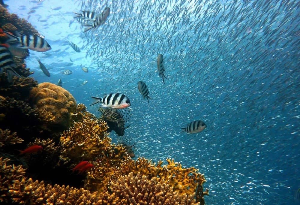 Activités nautiques sur l'archipel de Zanzibar