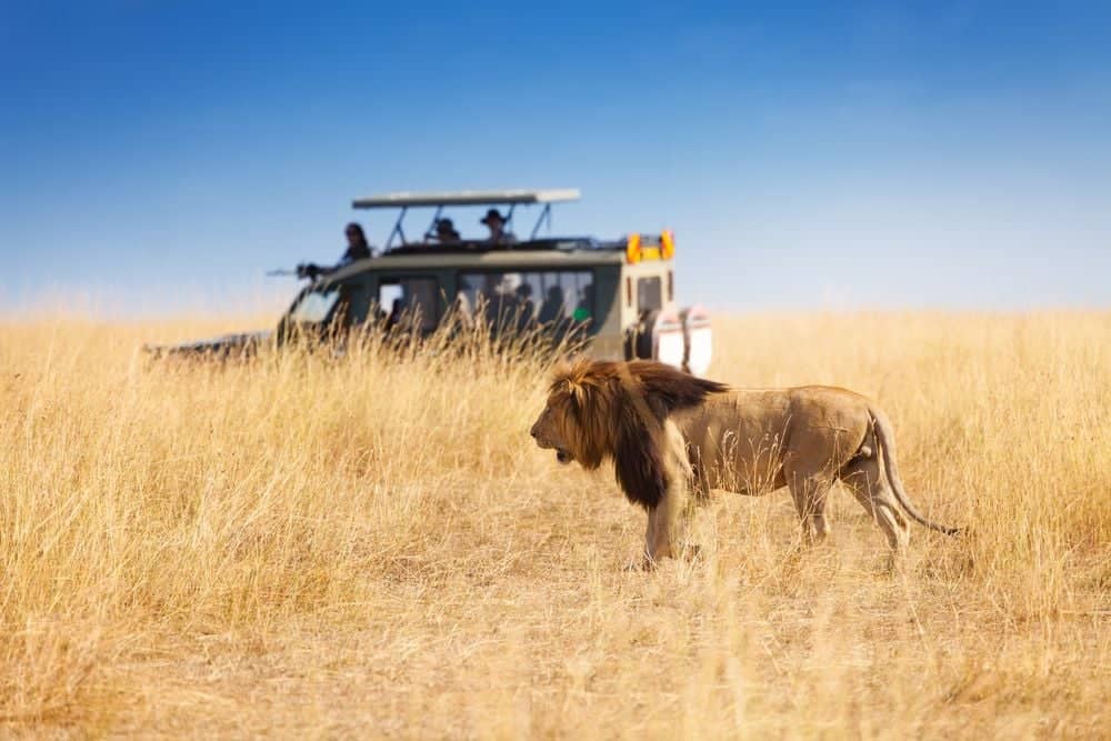 Op safari in Serengeti National Park
