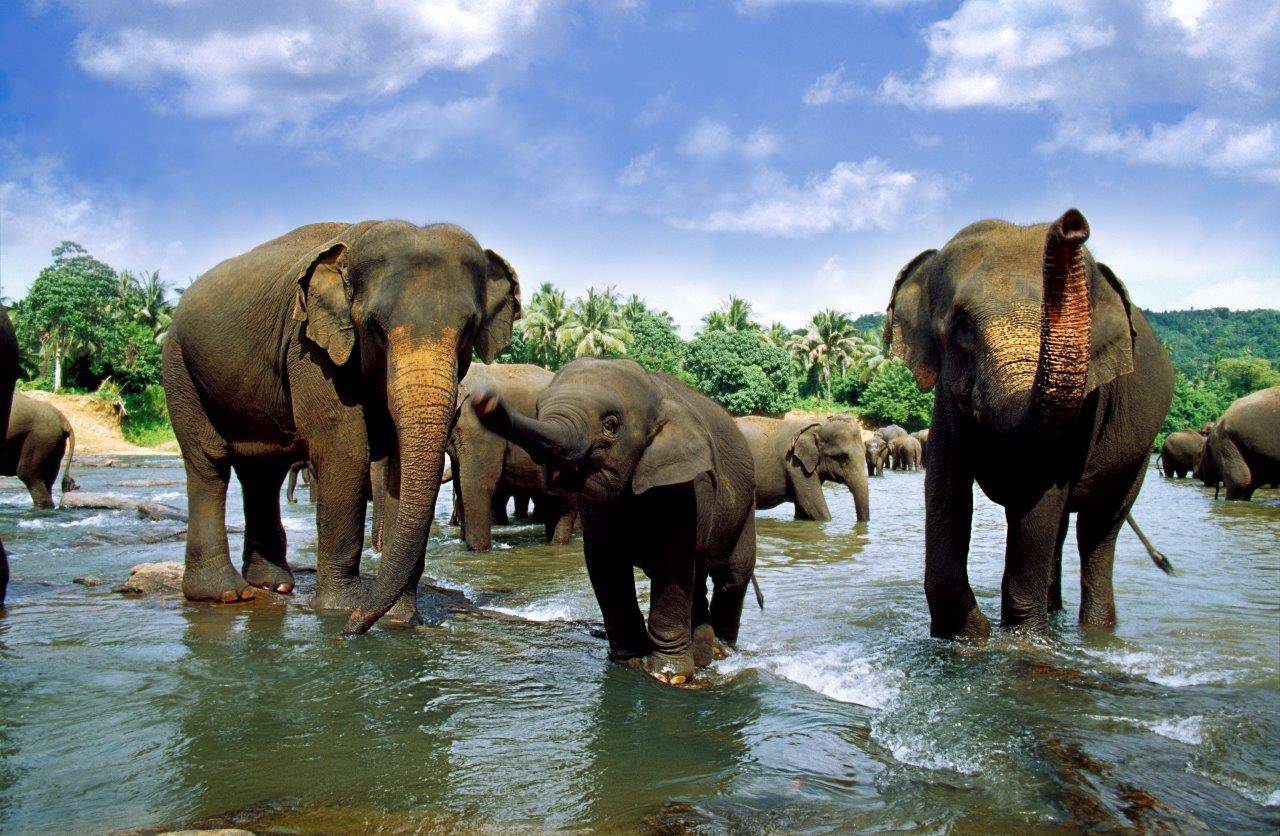 ​Begegnen Sie den Elefanten im Elefantenwaisenhaus