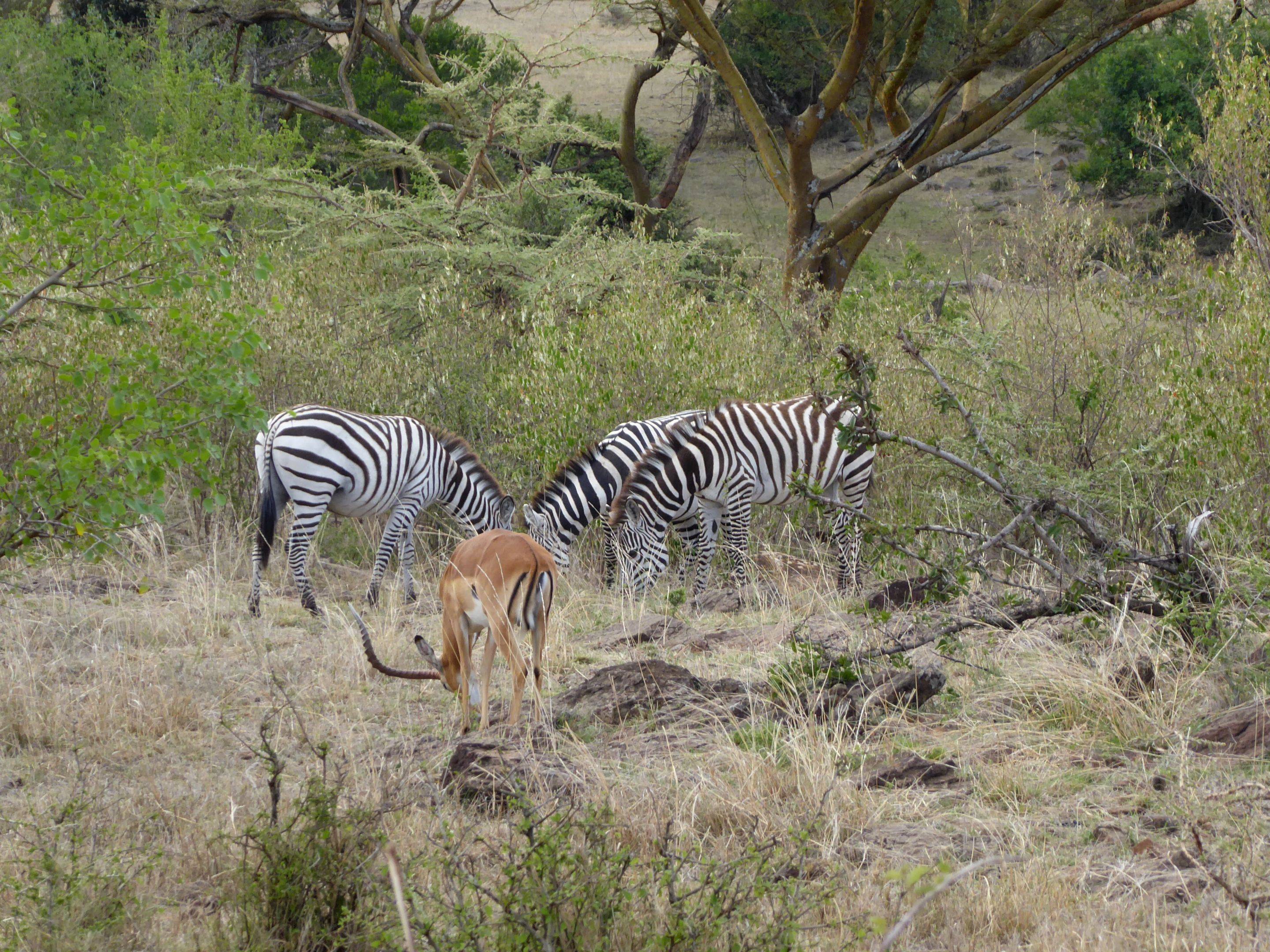 Safari por Naboisho Conservancy
