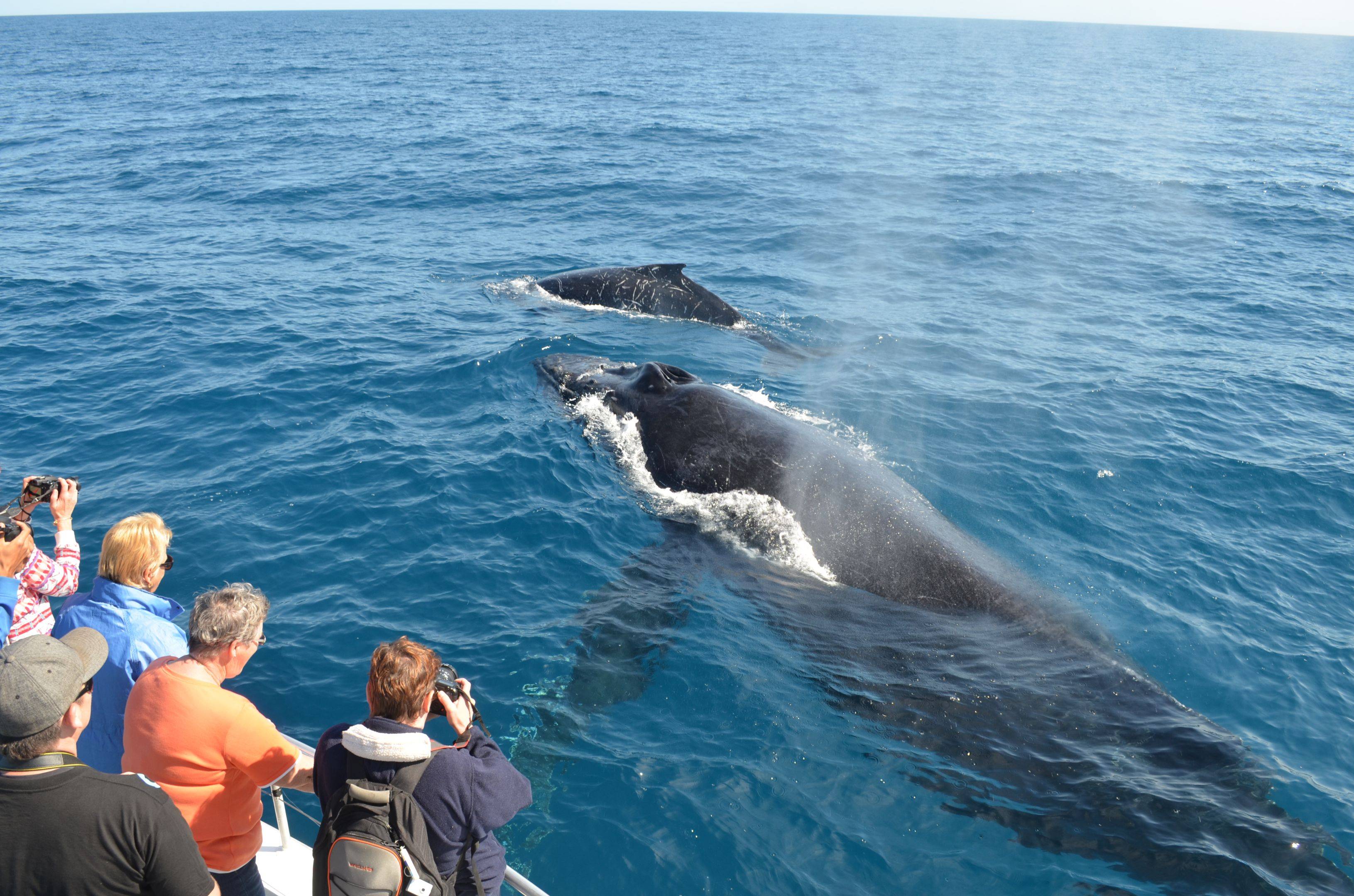 Avvistamento delle balene e di delfini
