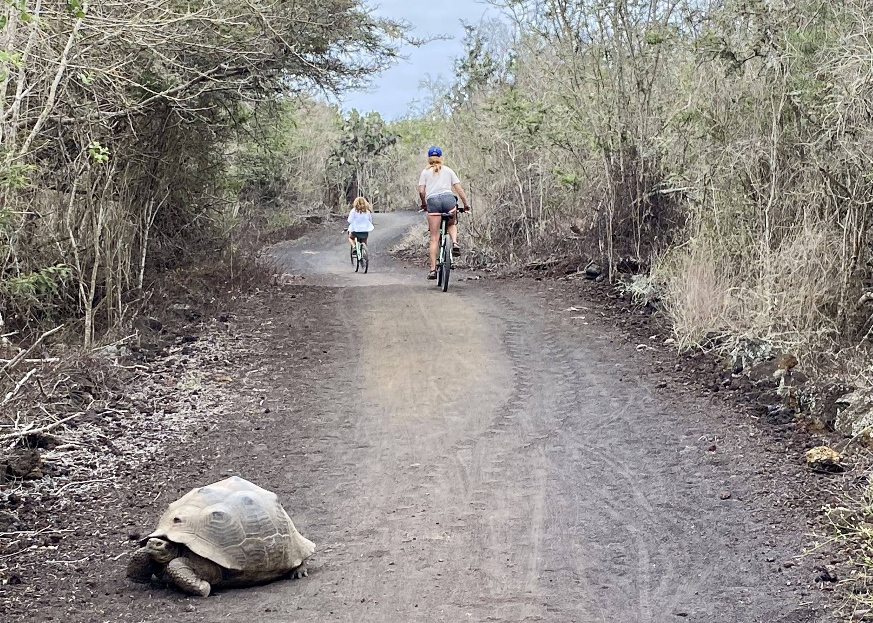 Fahrradtour zwischen Riesenschildkröten und weißem Strand
