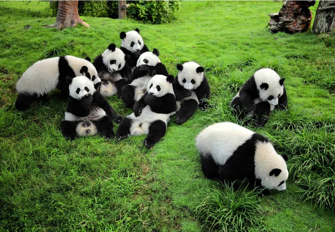 Les pandas de Chongqing