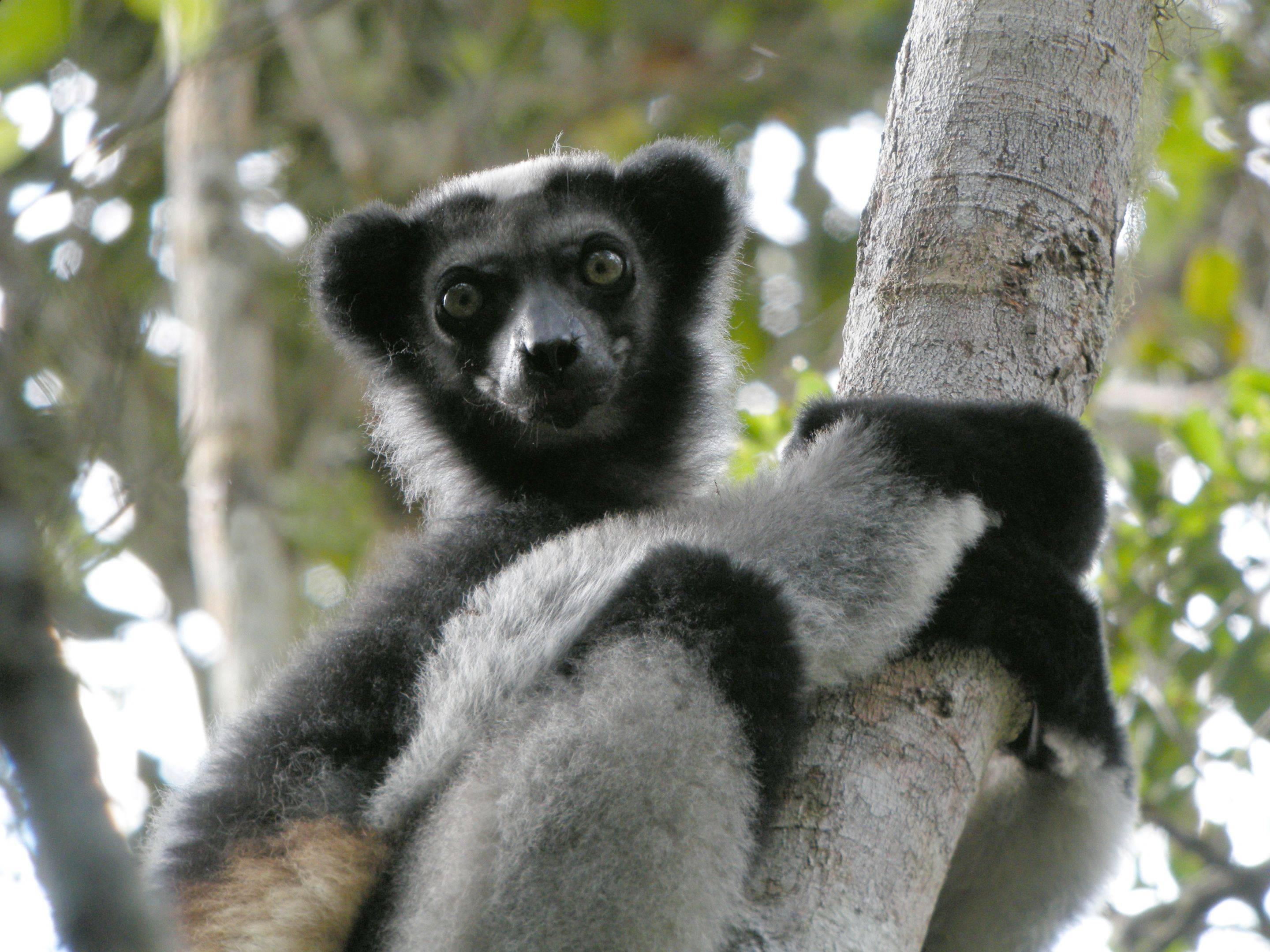 De Indri Indri's, de sterren van Madagaskar