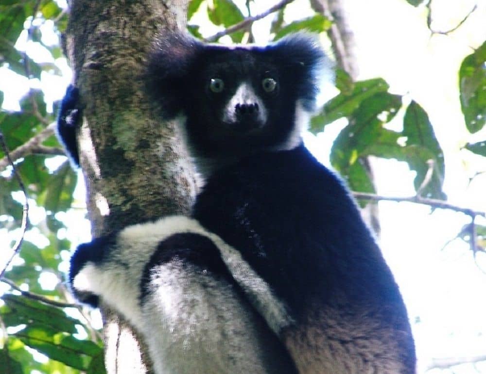 De Indri Indri, de ster van de dag