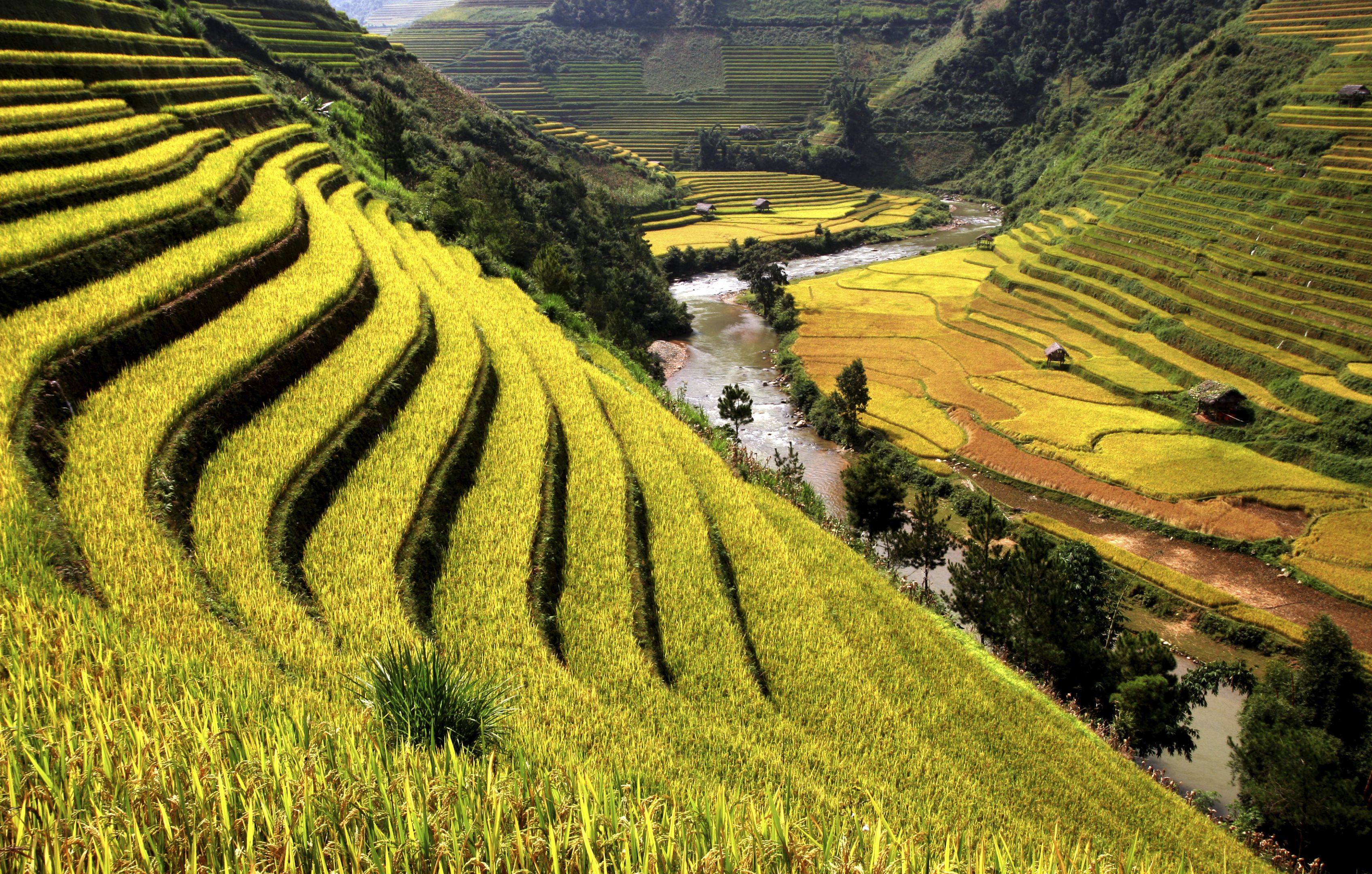 Camina entre cultivos de arroz