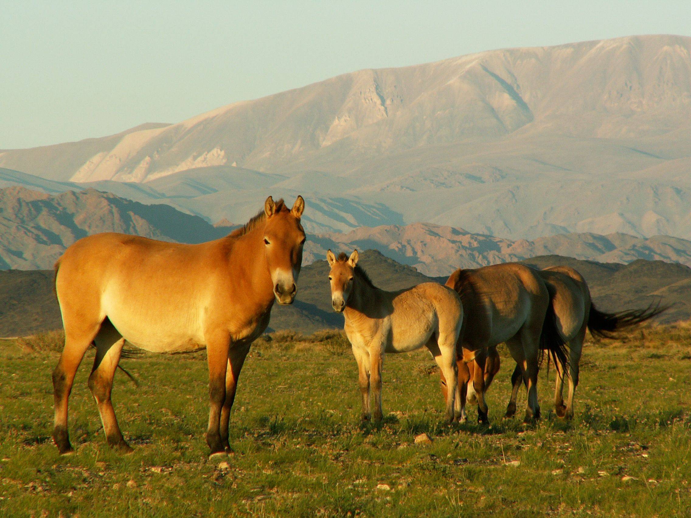 Visita a Ulan Bator y al Parque Nacional Khustain Nuruu