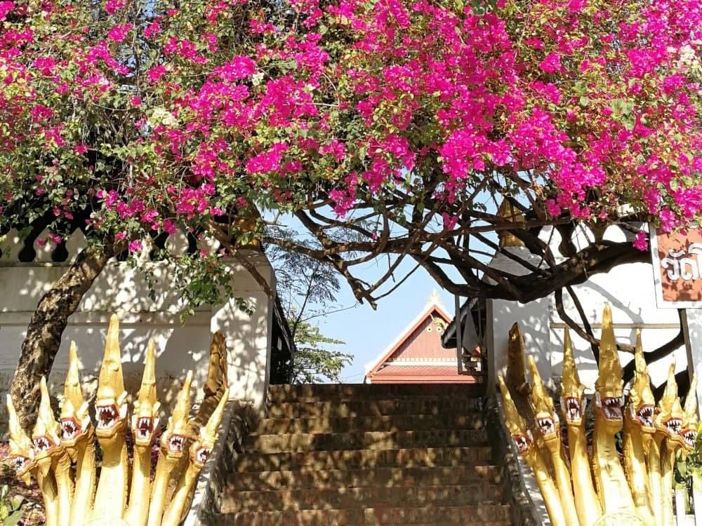 Bonjour Luang Prabang ! 